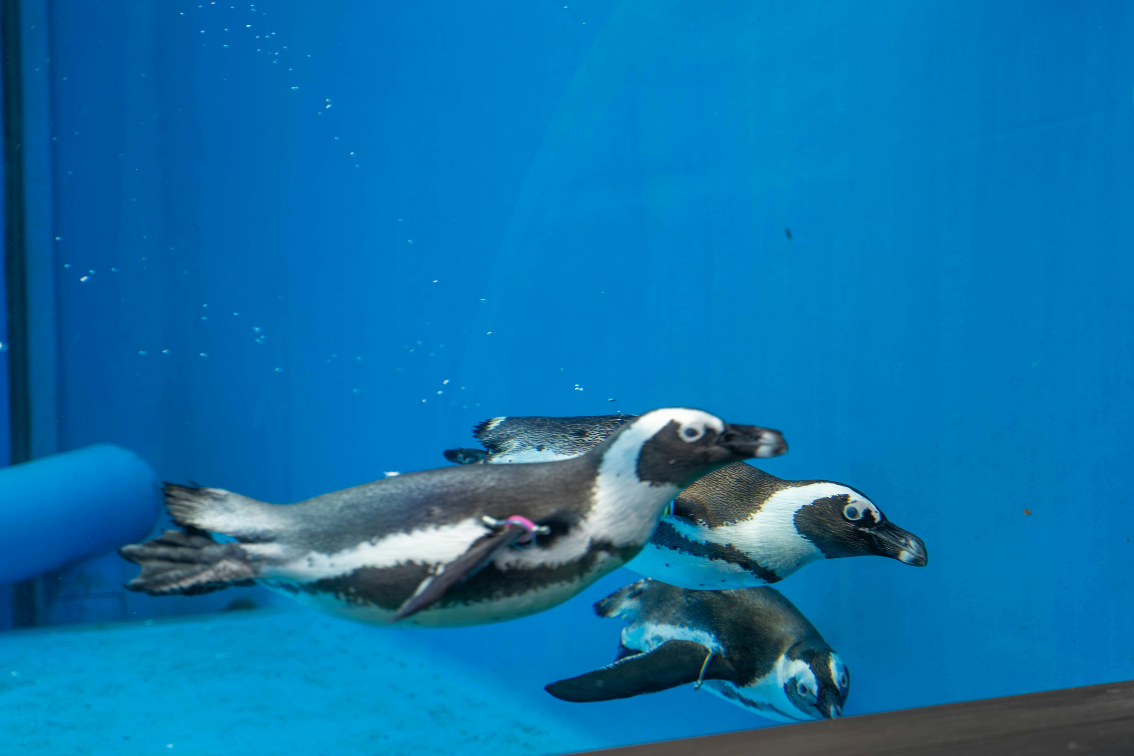 Eine Gruppe von Pinguinen, die im blauen Wasser schwimmen