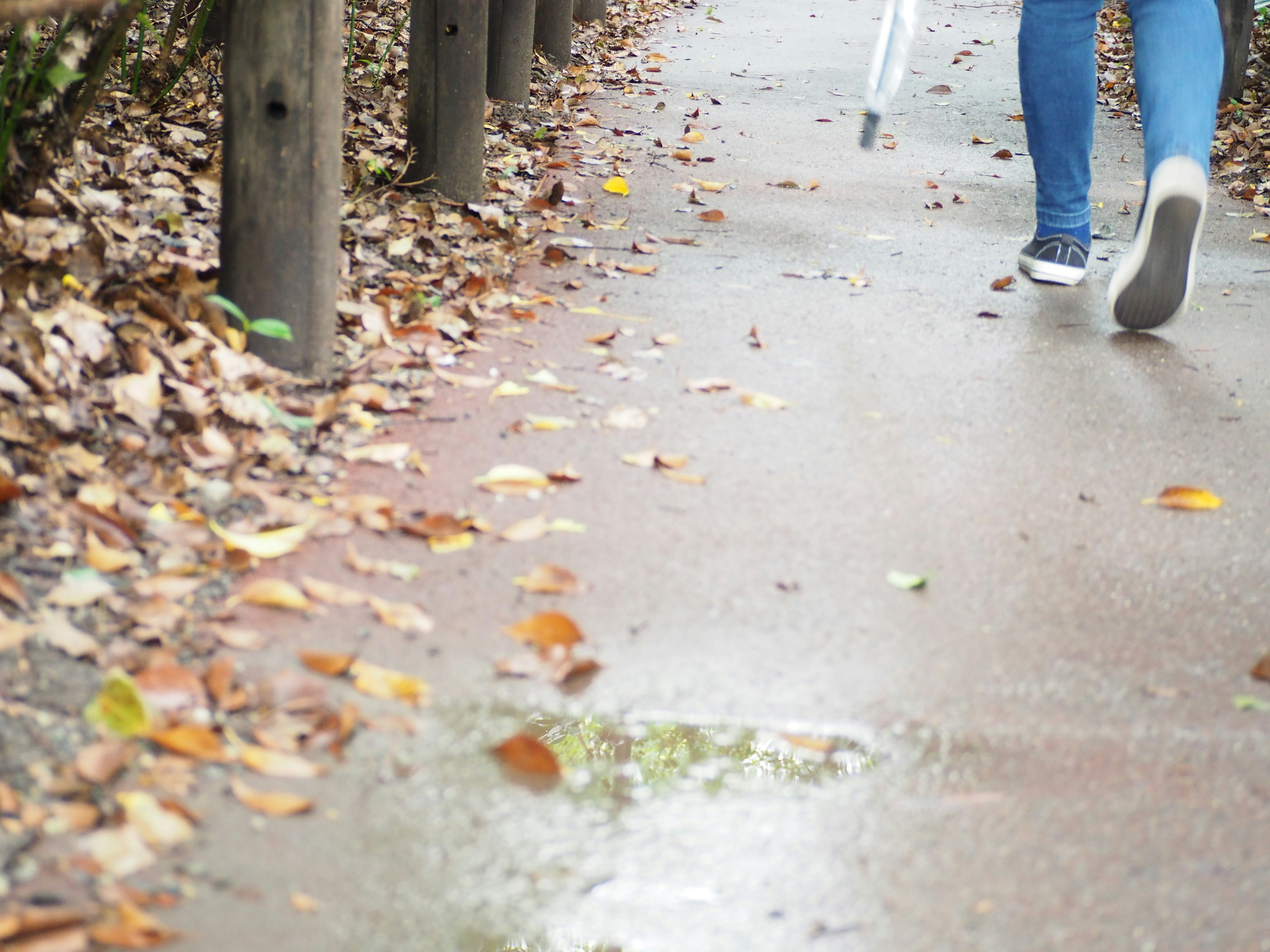 Person walking on a wet sidewalk covered with fallen leaves