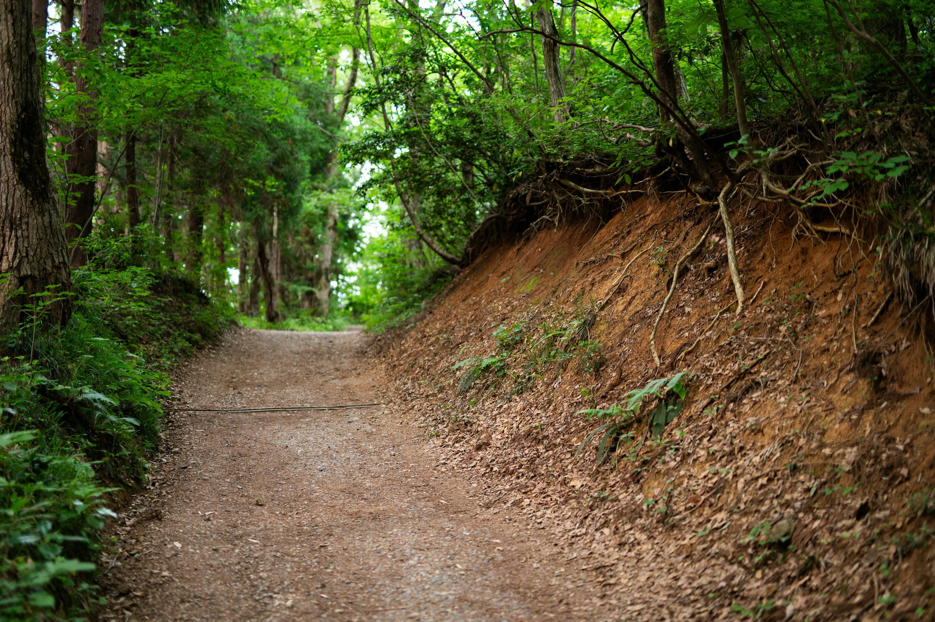 Weg umgeben von üppigem Grün in einem Wald