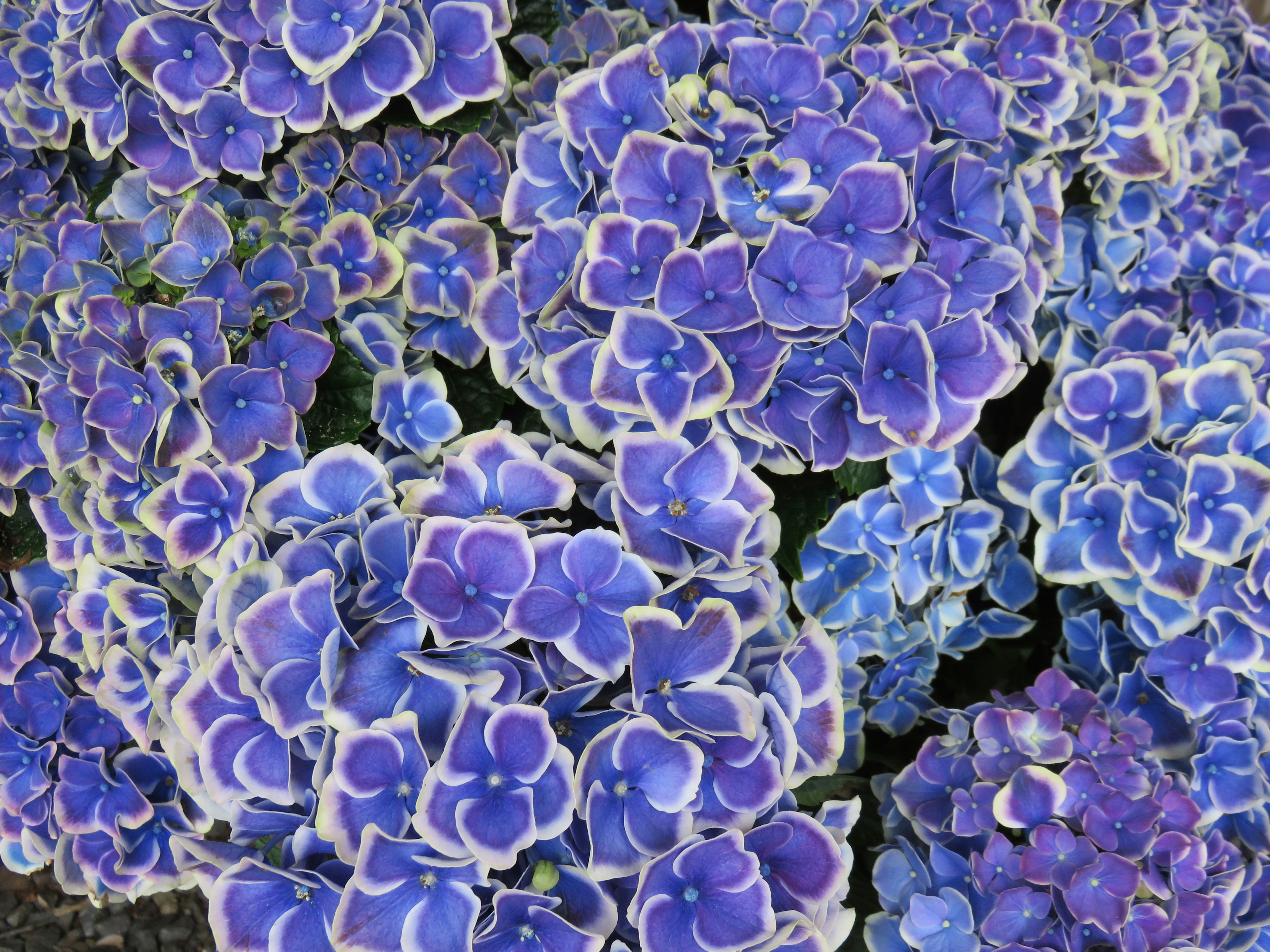 Close-up of blue-purple flowers in full bloom