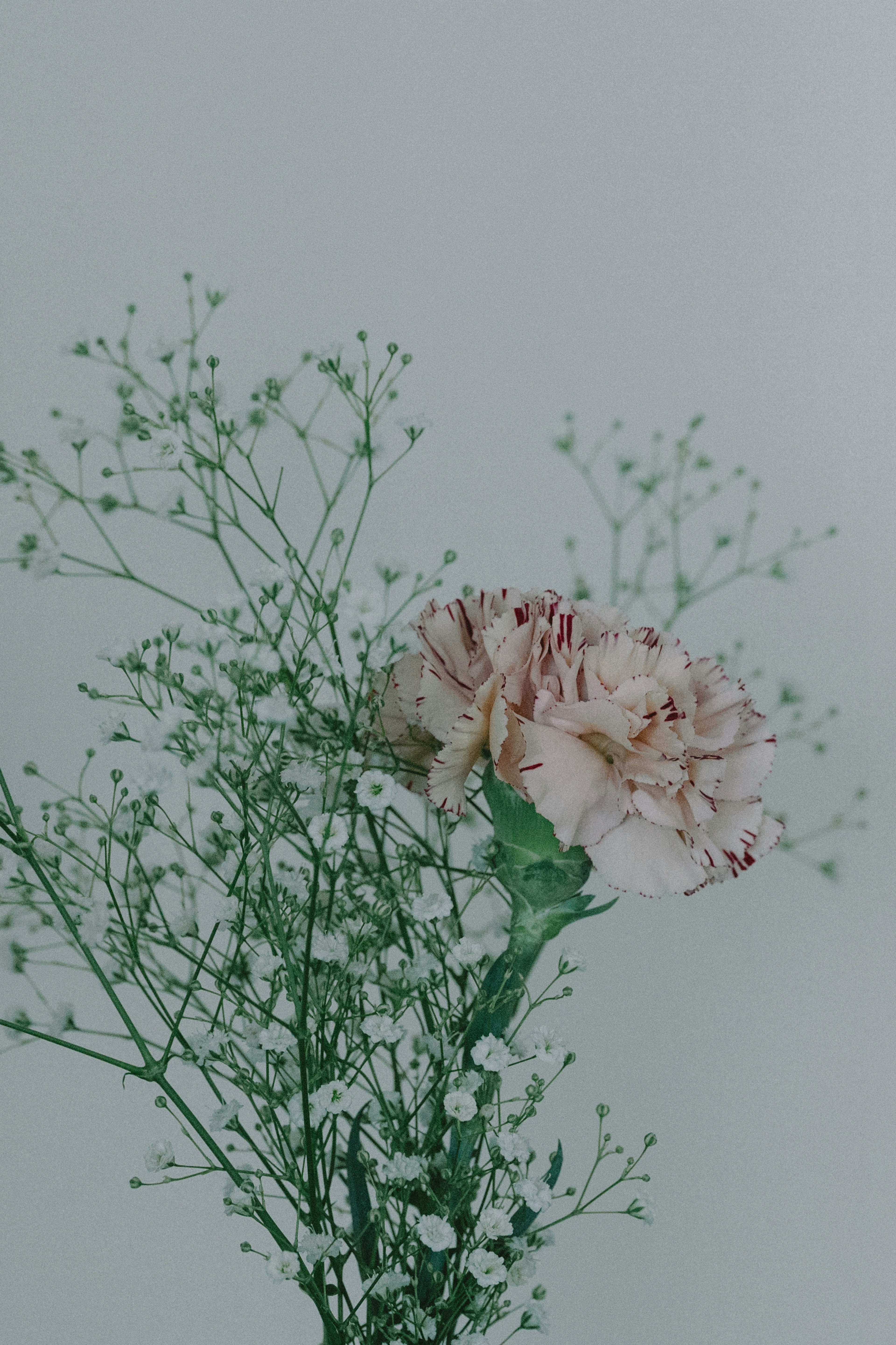 A bouquet featuring a pale pink carnation with small white flowers