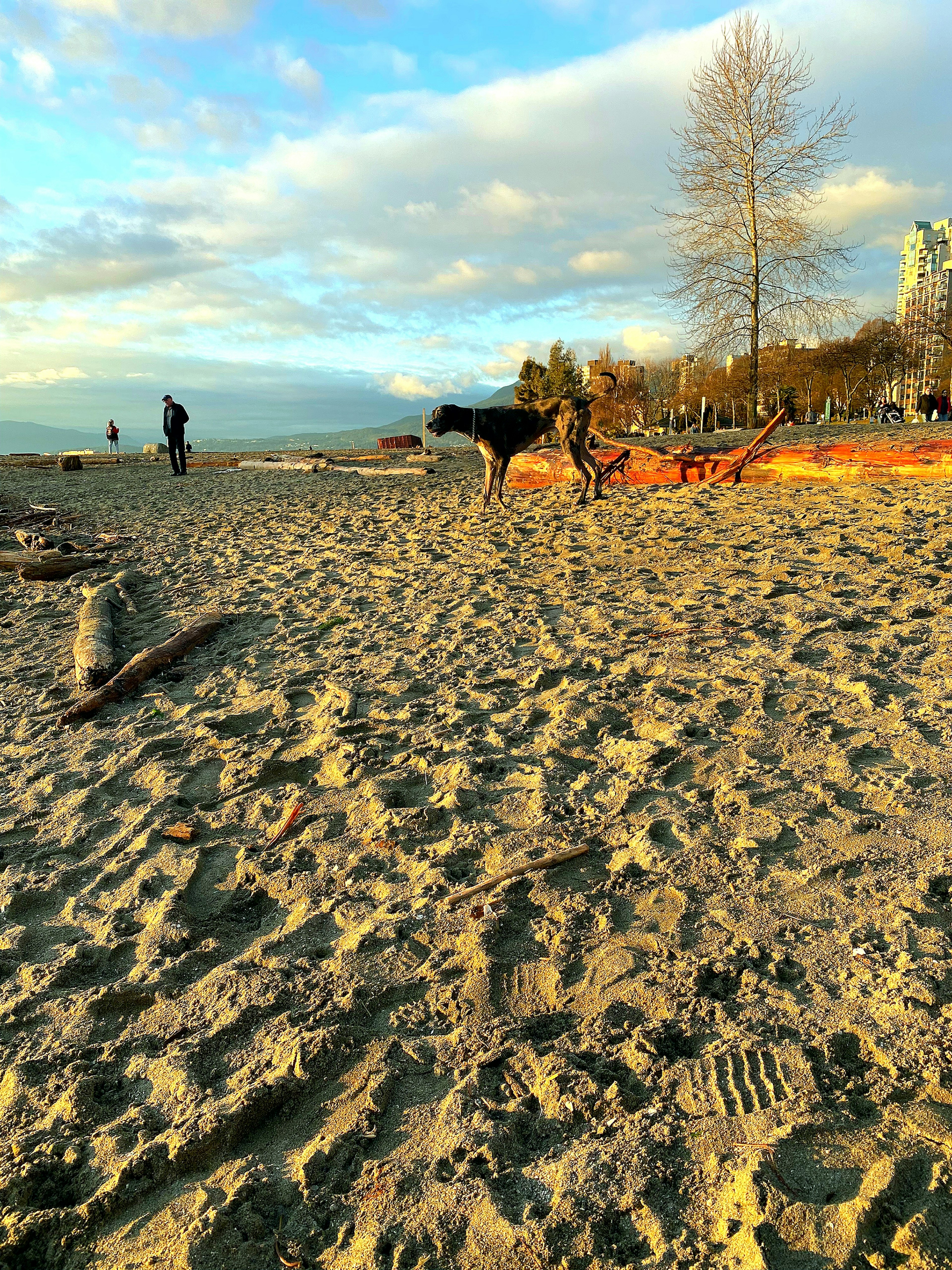 ฉากของสุนัขเล่นอยู่บนชายหาดมีคนอยู่เบื้องหลังและท้องฟ้ายามพระอาทิตย์ตก