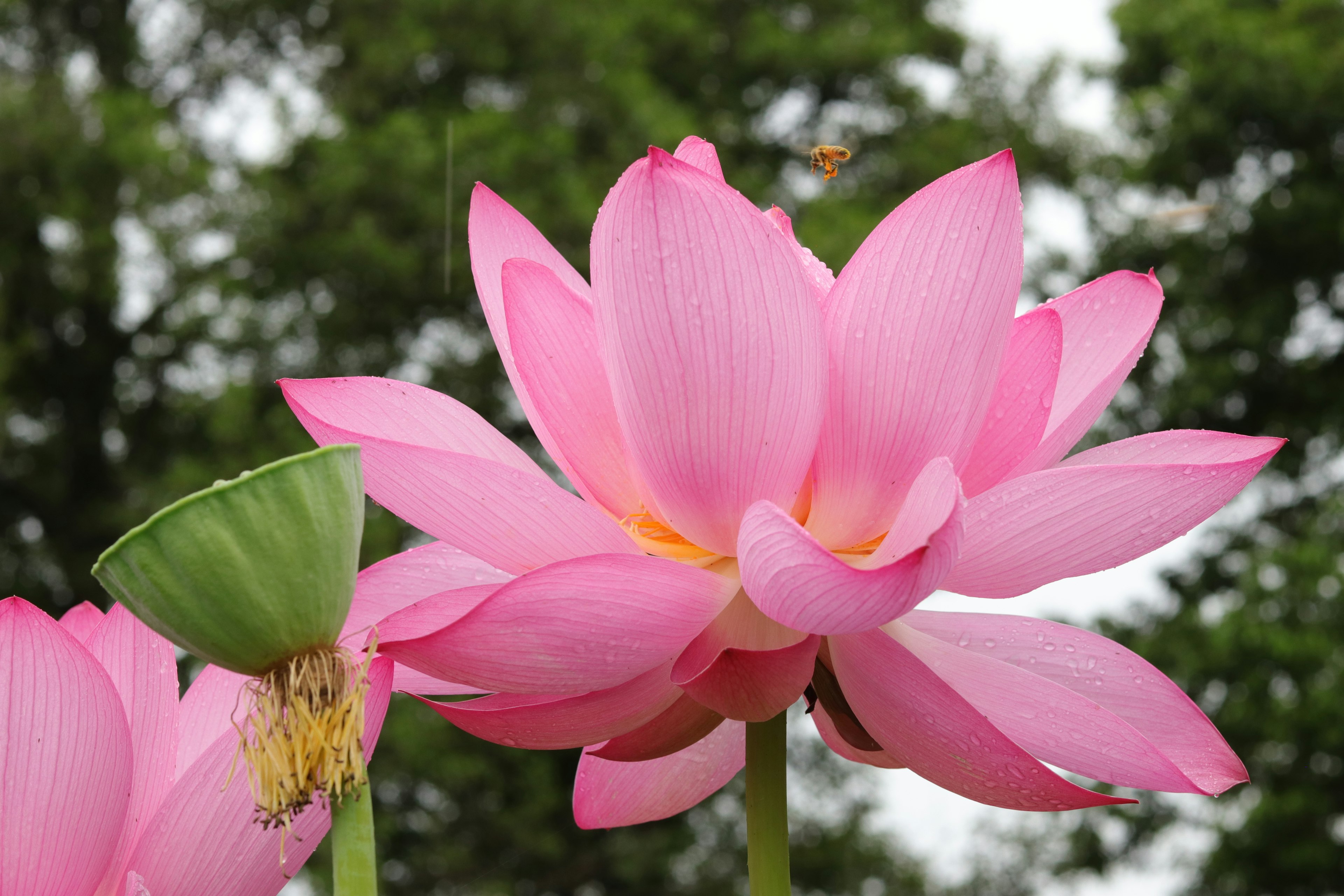 美しいピンクの蓮の花と緑の蕾が並ぶ風景