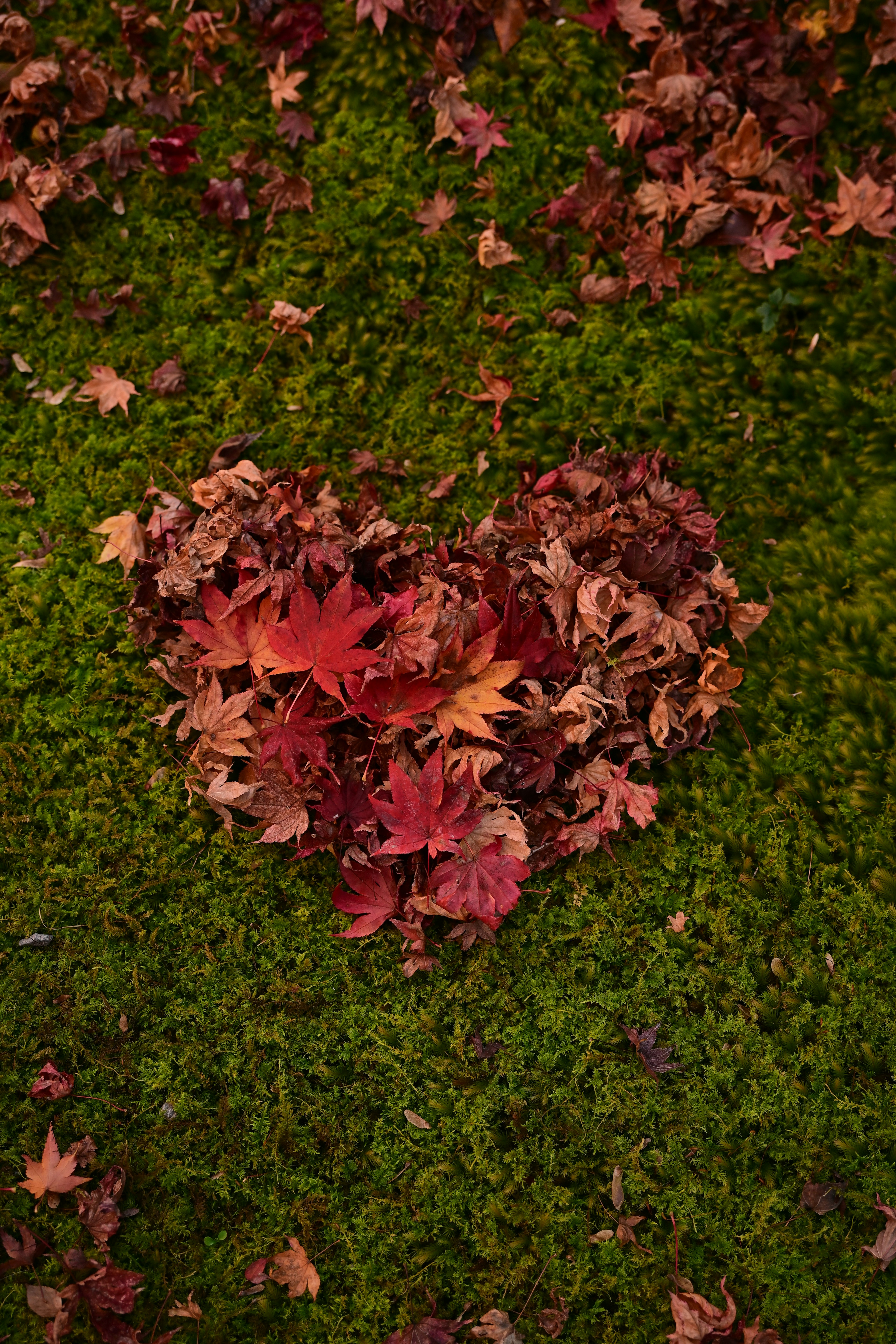 Forma de corazón hecha de hojas rojas sobre musgo verde