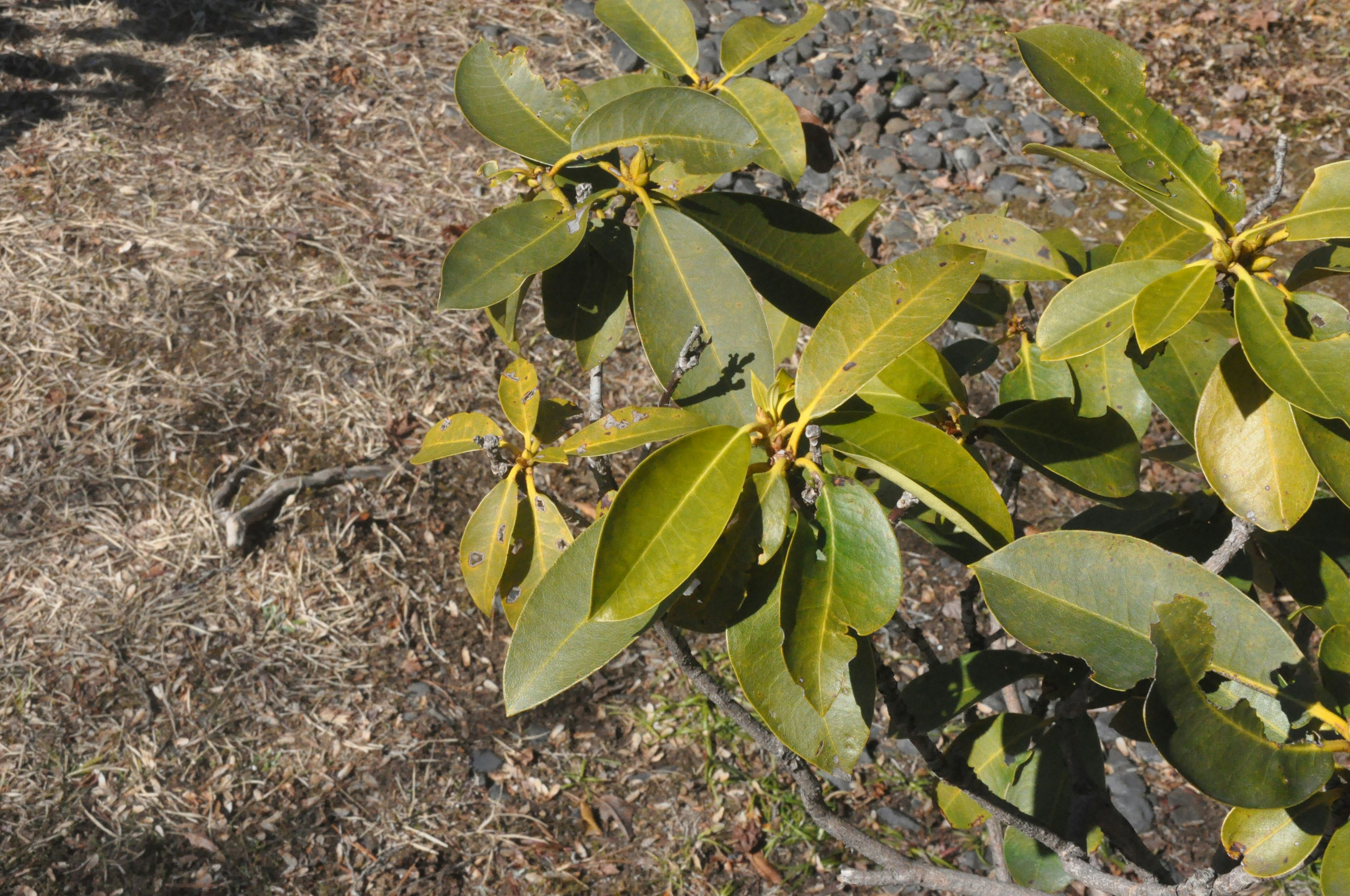 Close-up of a lush green plant with broad leaves