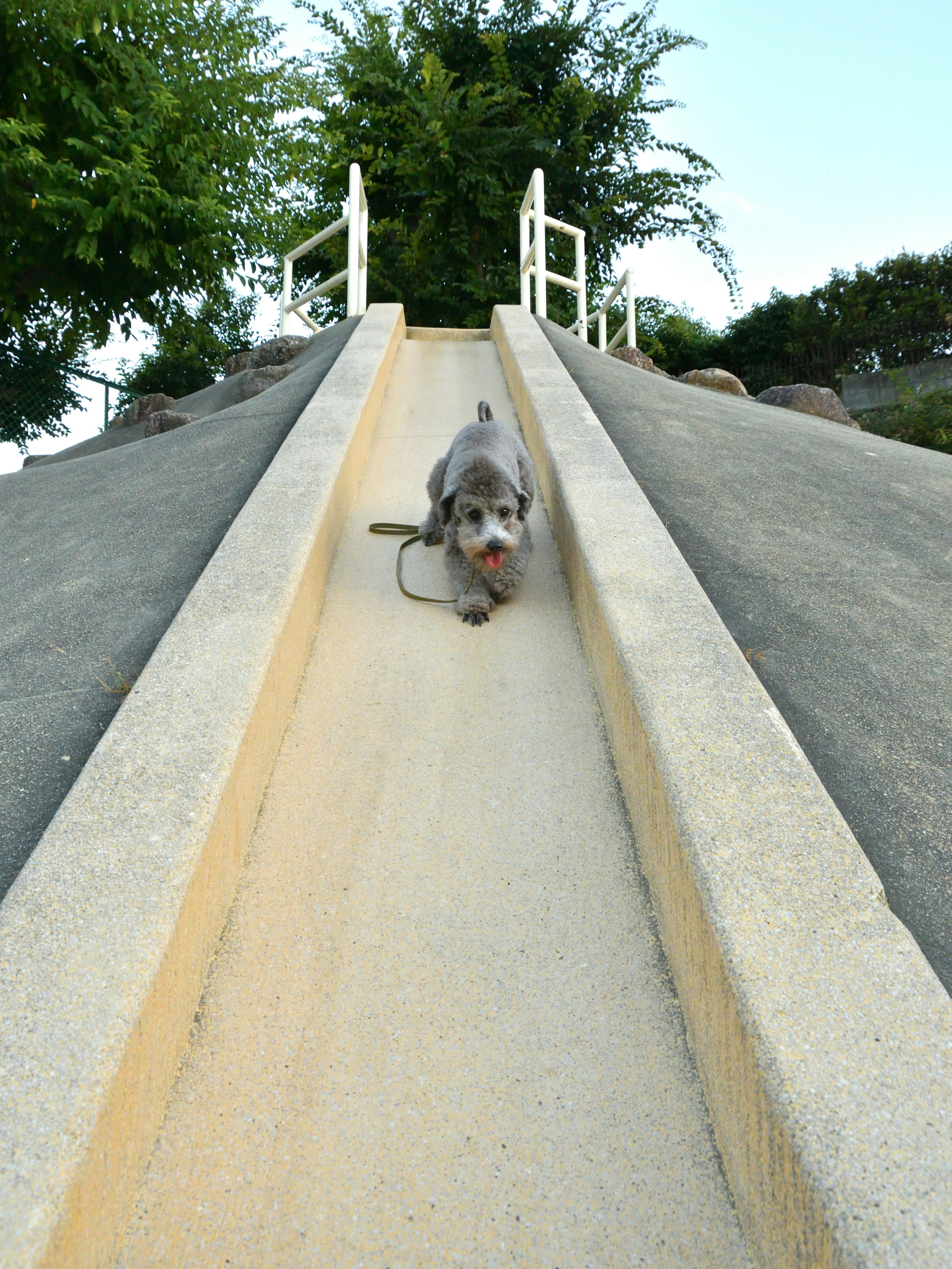 Chien glissant sur un toboggan entouré de verdure