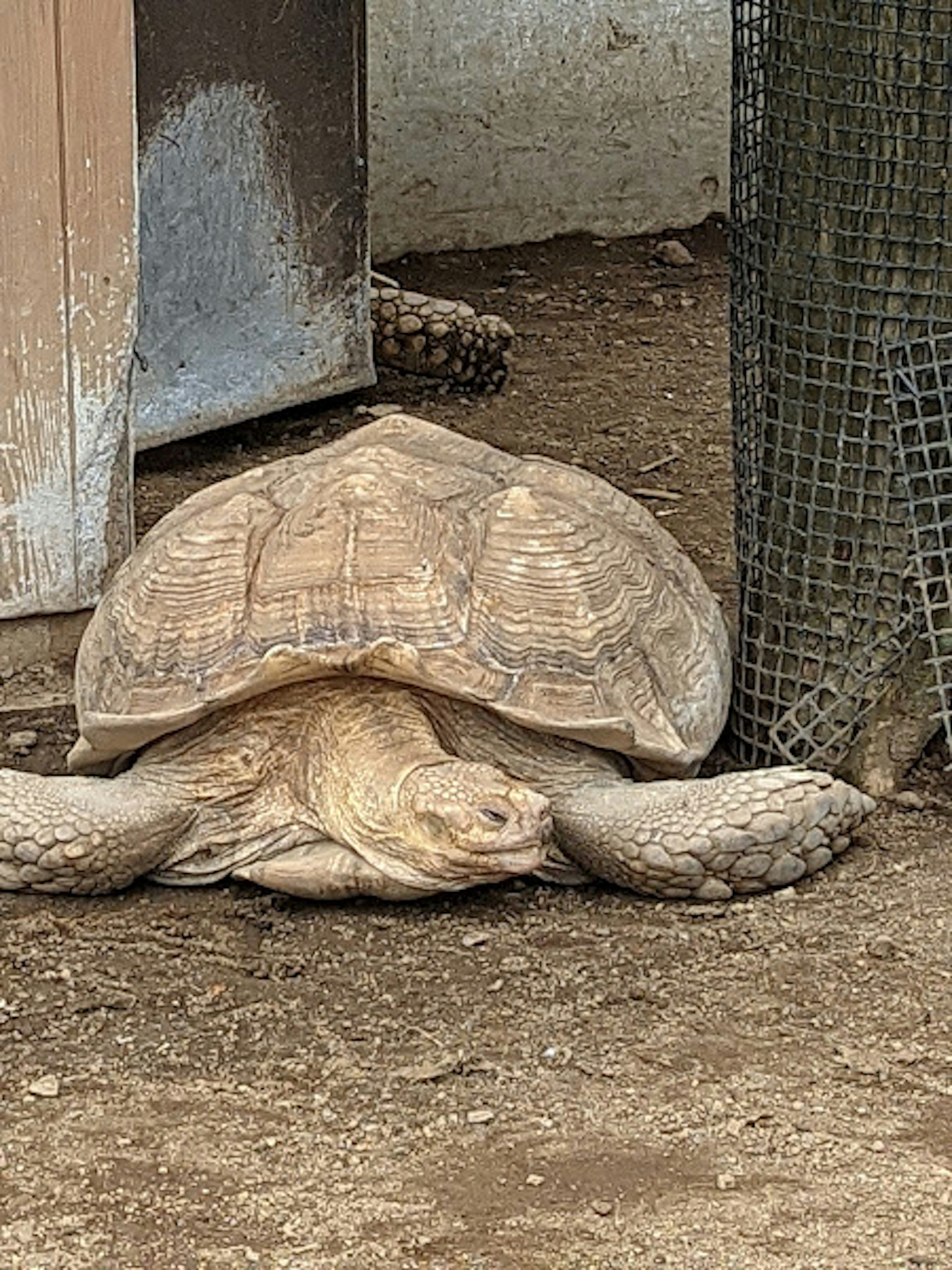 A turtle lying on the ground with a background enclosure visible