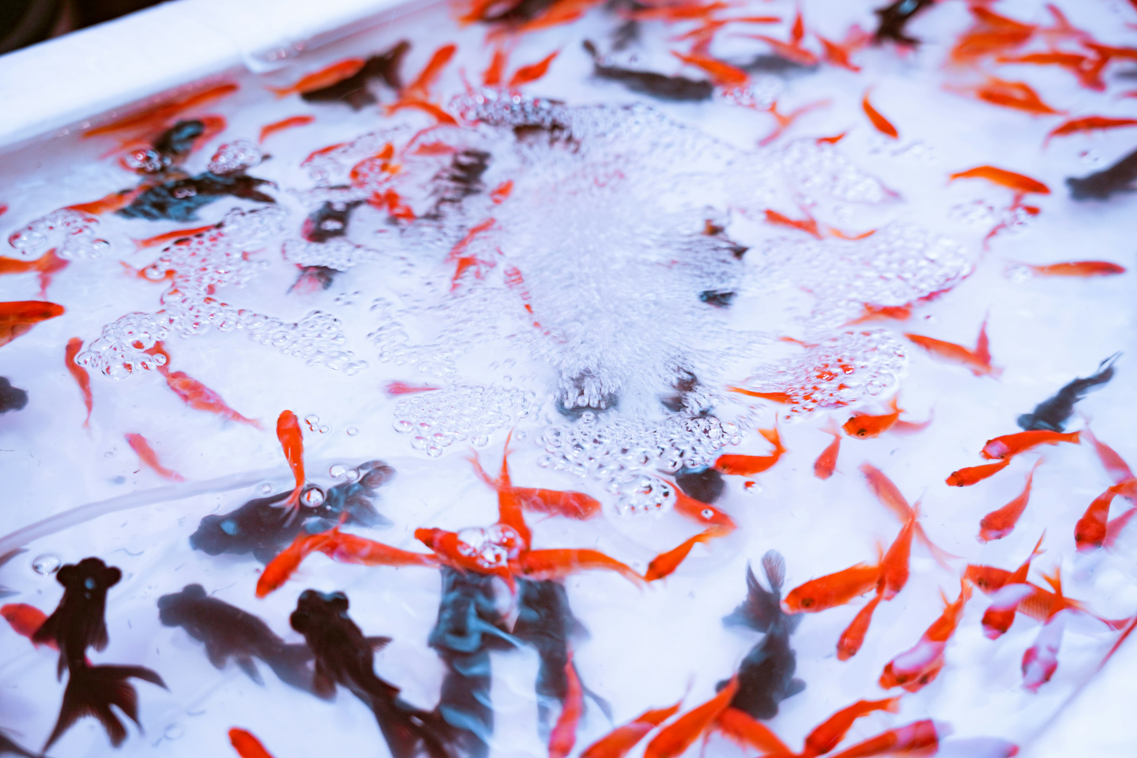 A group of red goldfish and black fish swimming in a tank