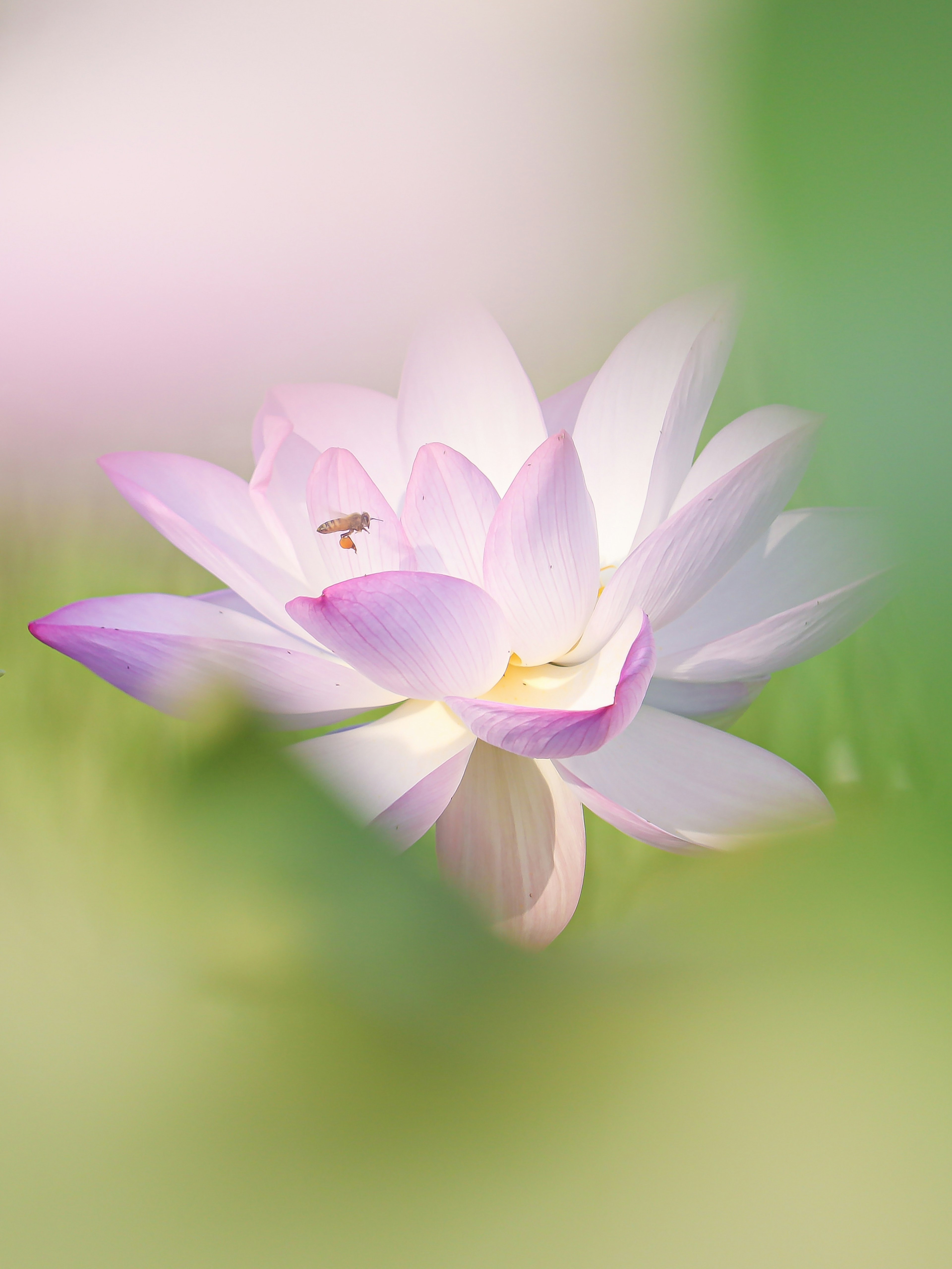 Softly colored lotus flower stands out against a blurred background