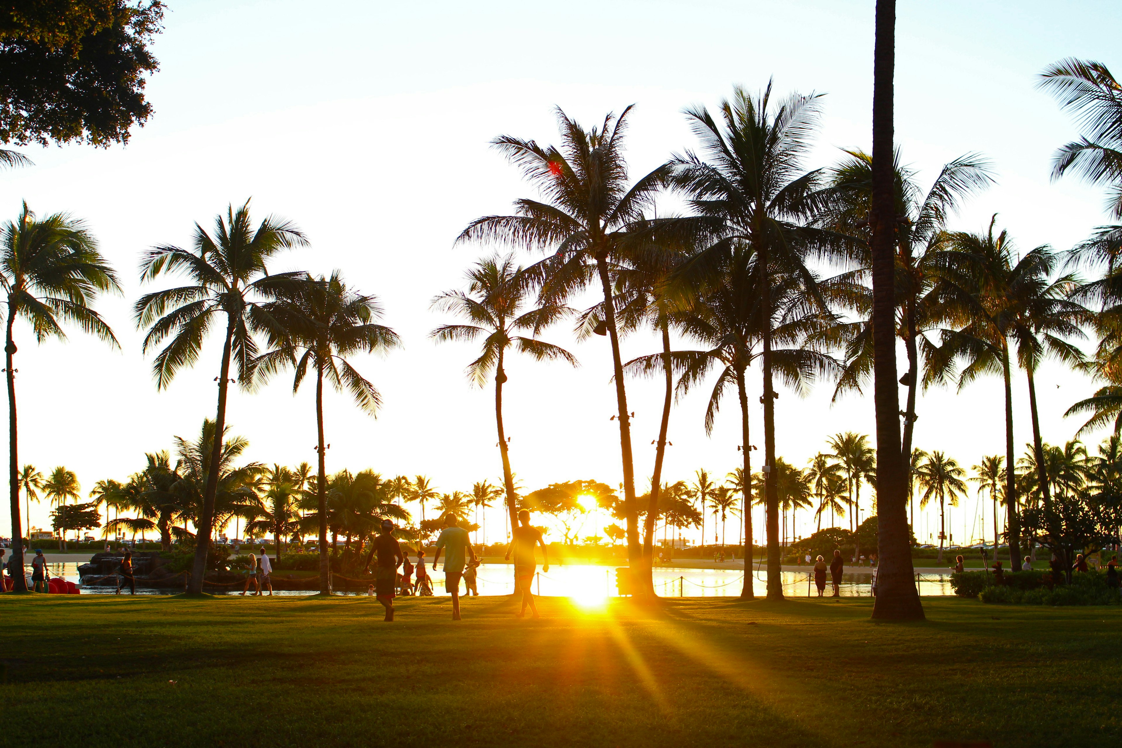 海灘上夕陽下的棕櫚樹剪影