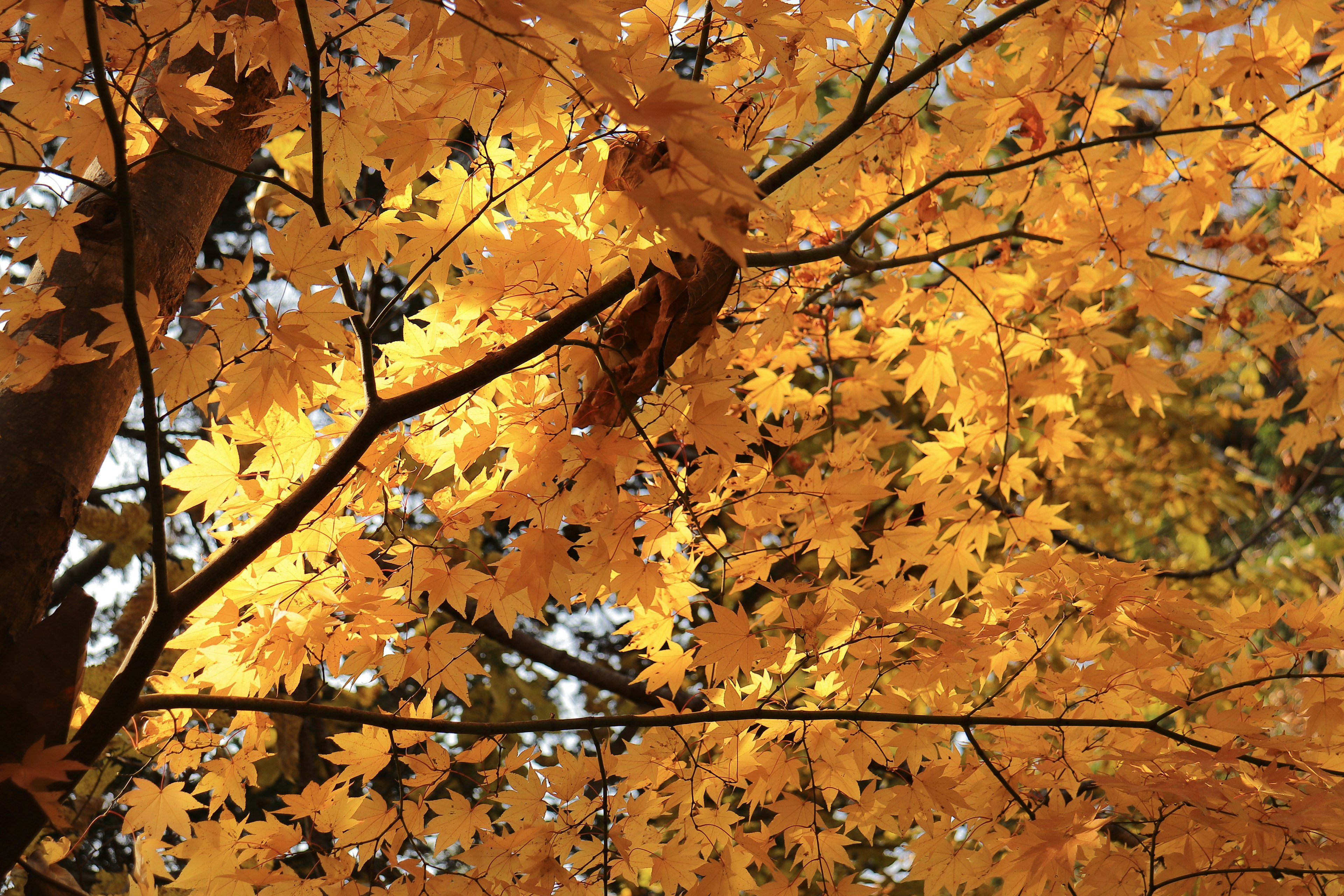 A tree branch adorned with vibrant orange autumn leaves