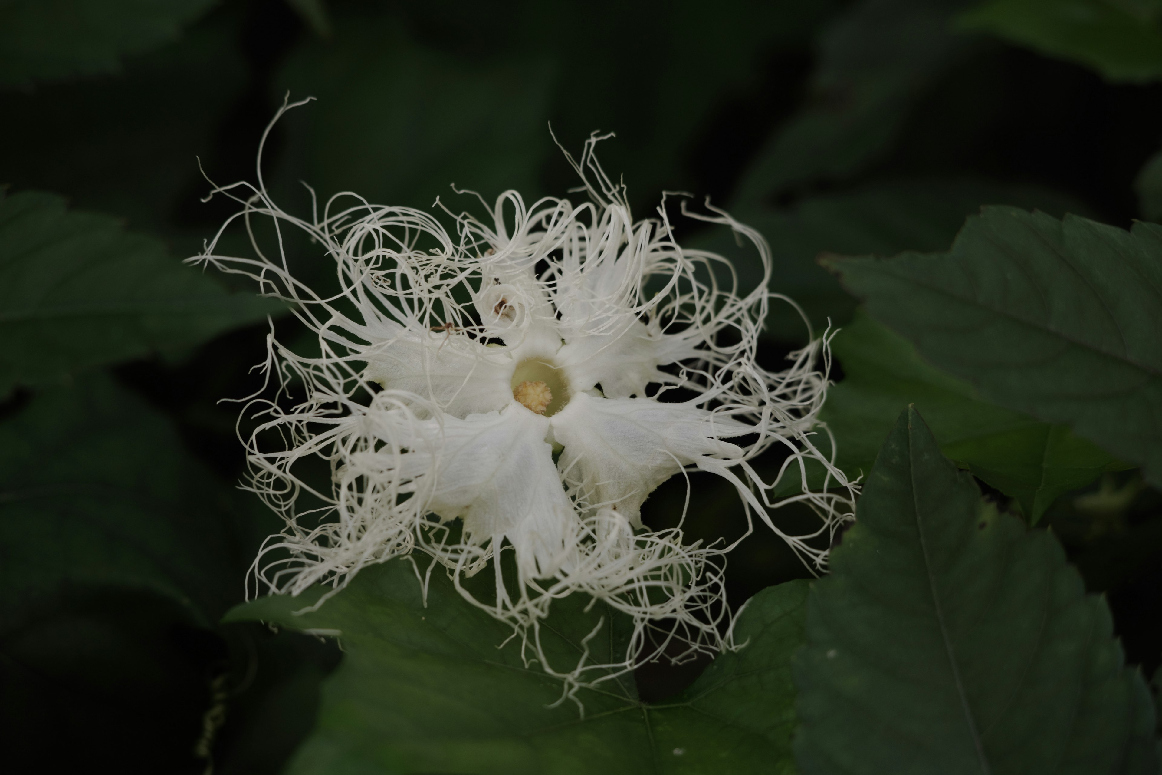 Eine weiße Blume mit fadenartigen Blütenblättern umgeben von grünen Blättern