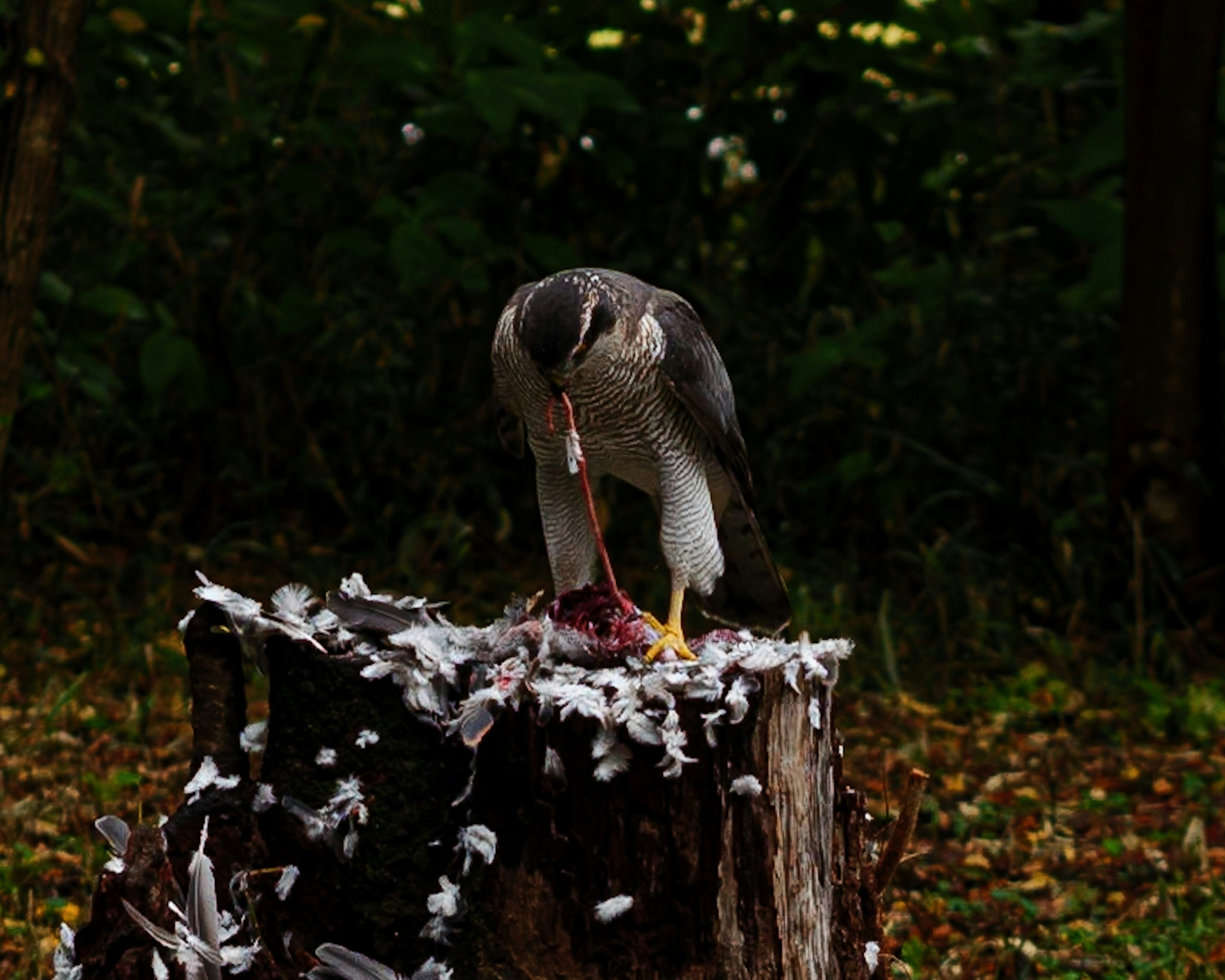 Un pájaro comiendo carne sobre un tocón de árbol rodeado de plumas esparcidas