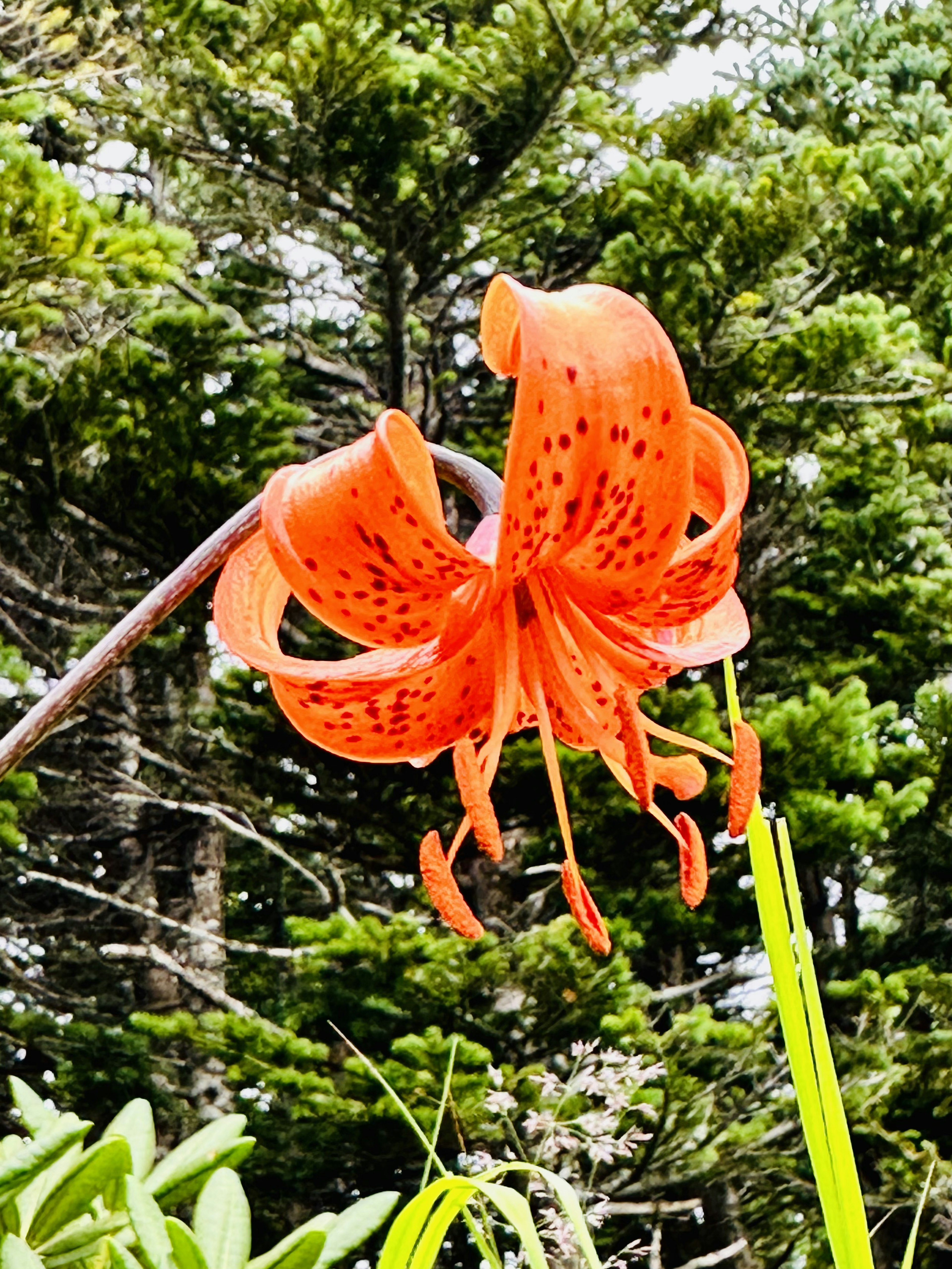 オレンジ色のユリの花が緑の背景に咲いている