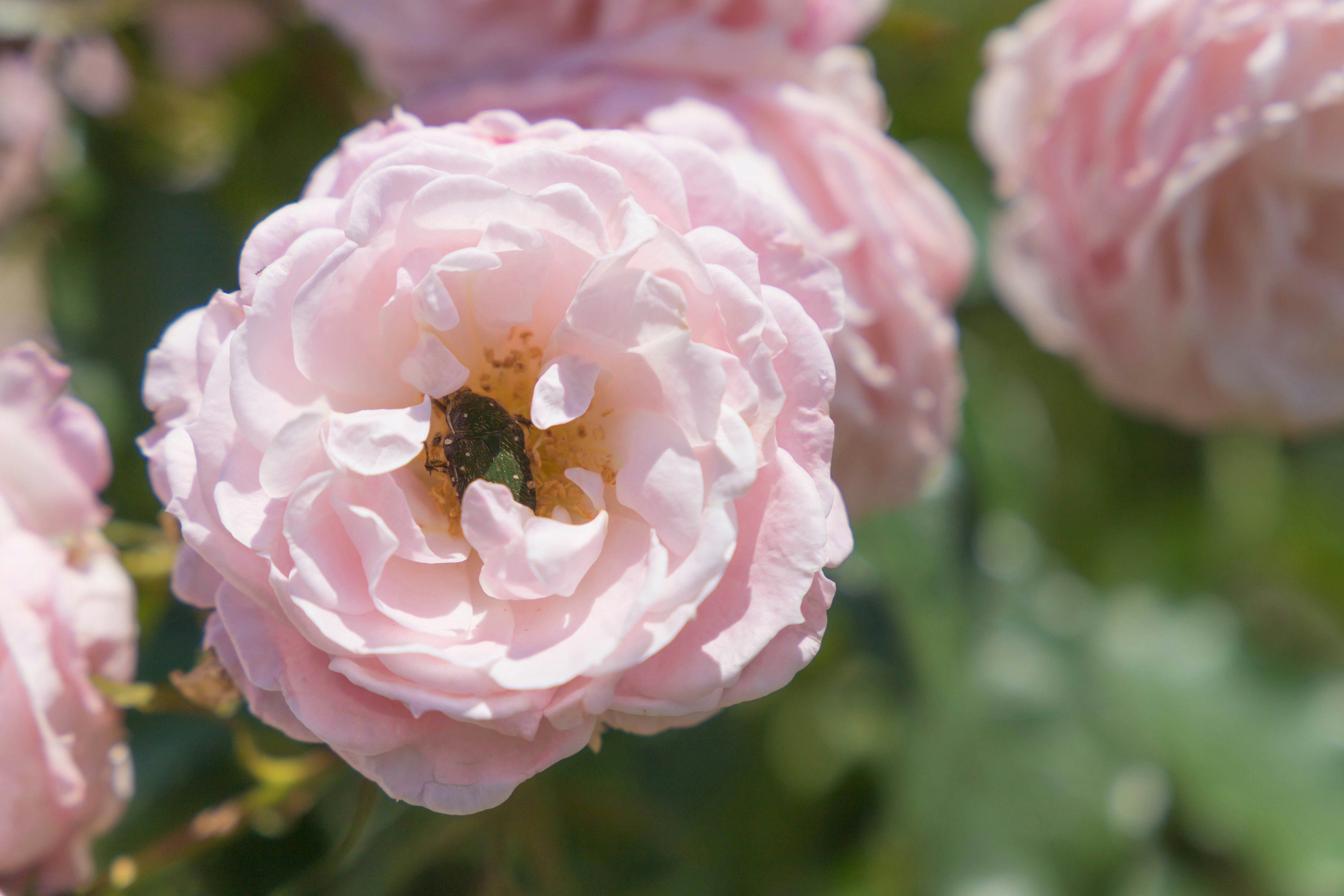 Soft pink ranunculus flower with delicate petals and a small insect in the center