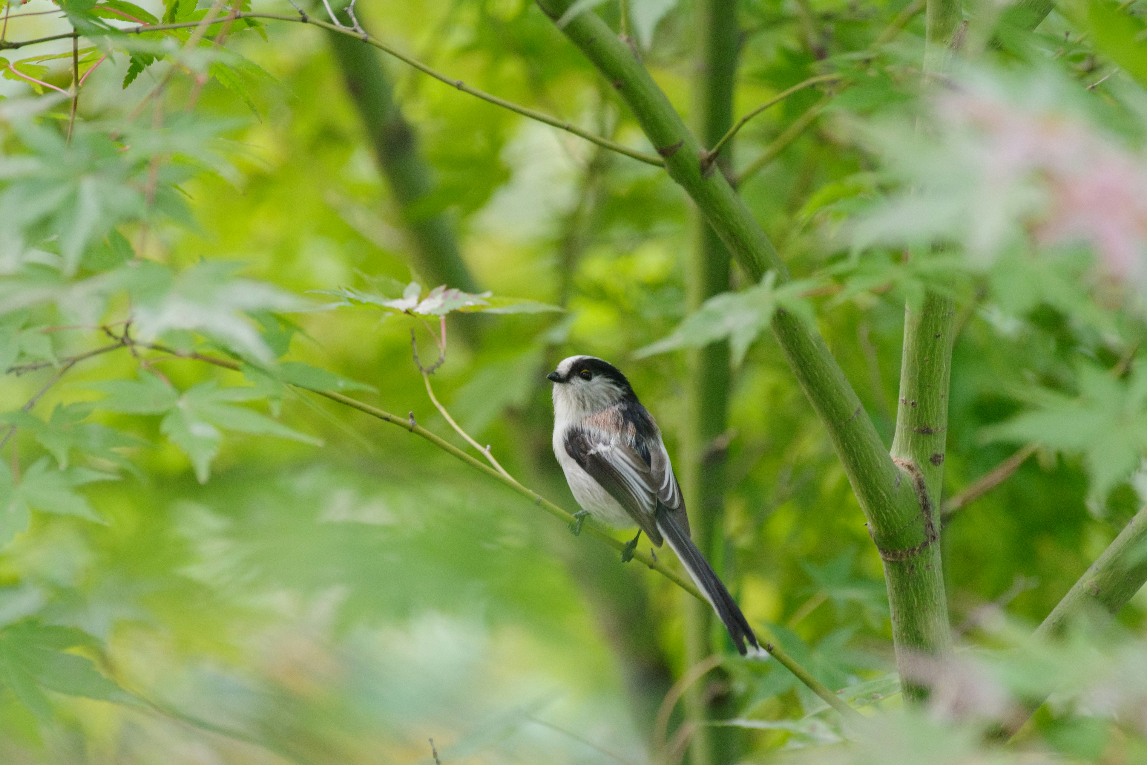 緑の背景にいる小さな鳥が木の枝にとまっている