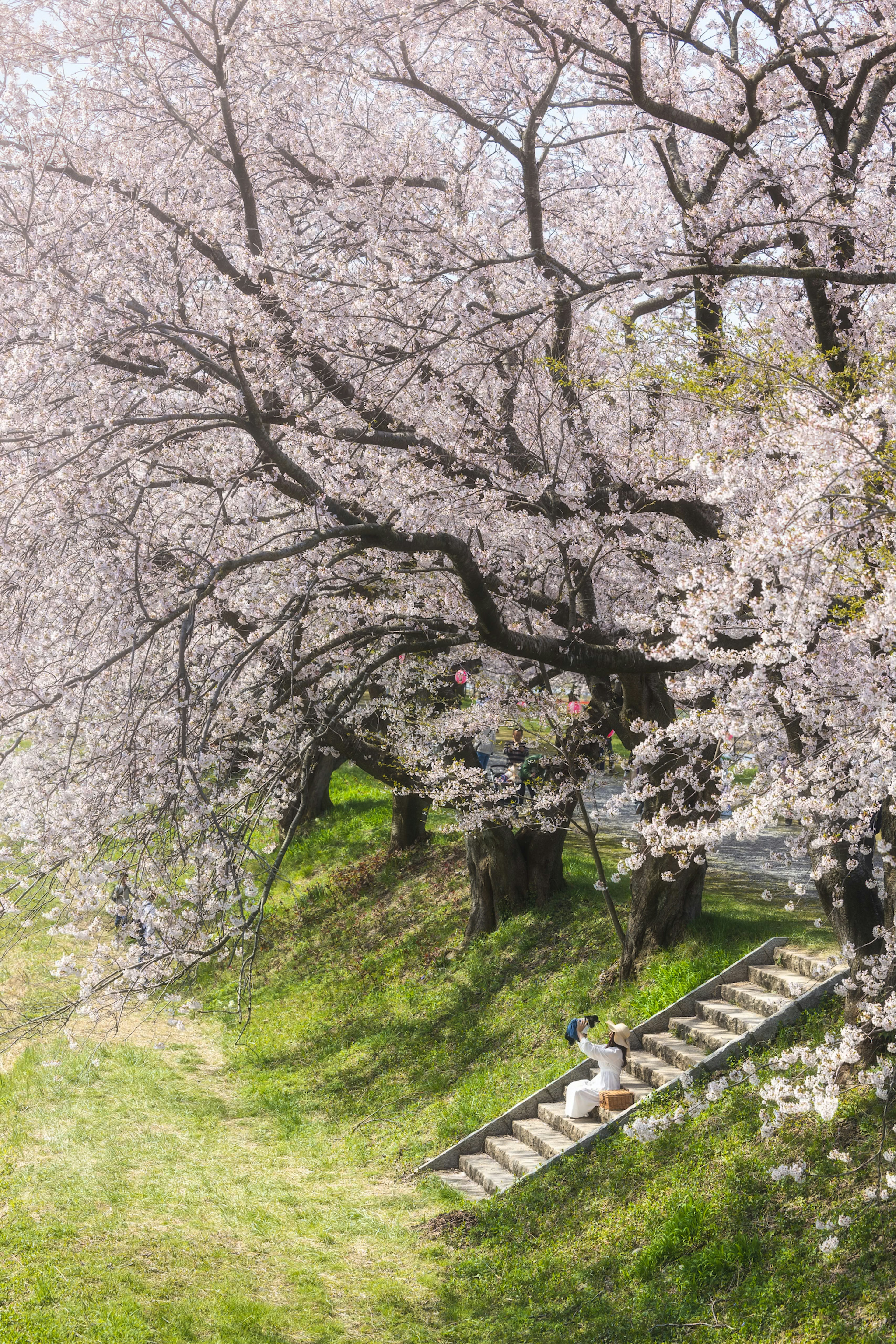 Scena di parco con alberi di ciliegio in fiore