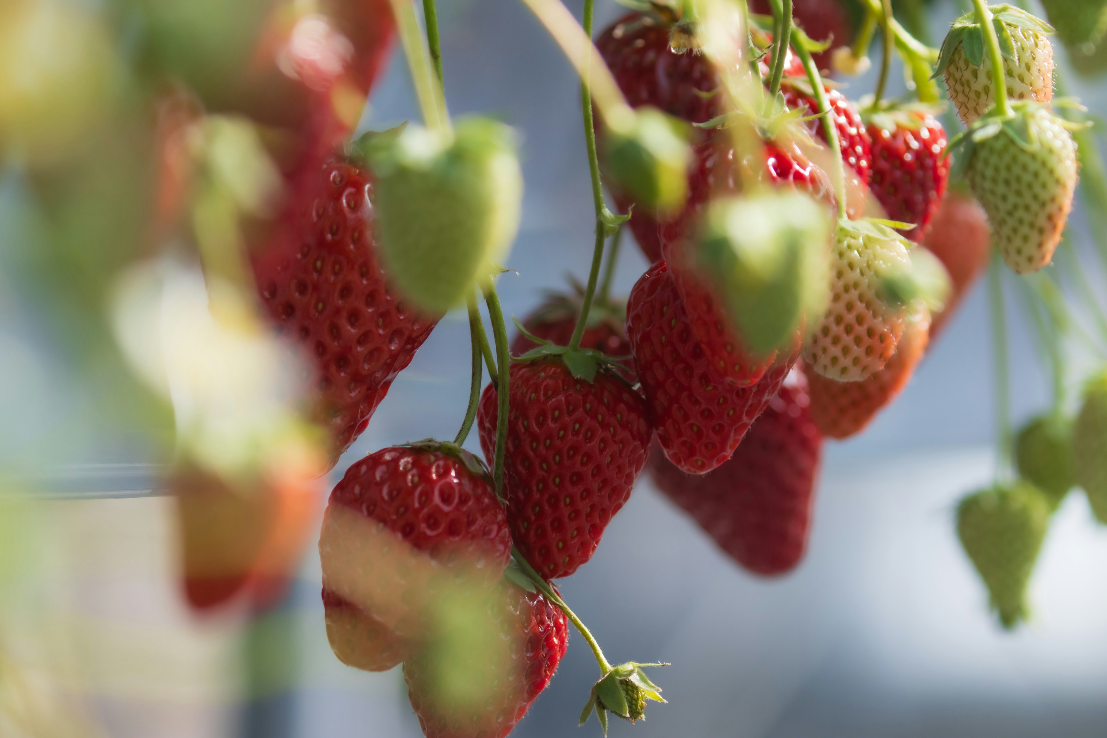 Red strawberries hanging with unripe green strawberries