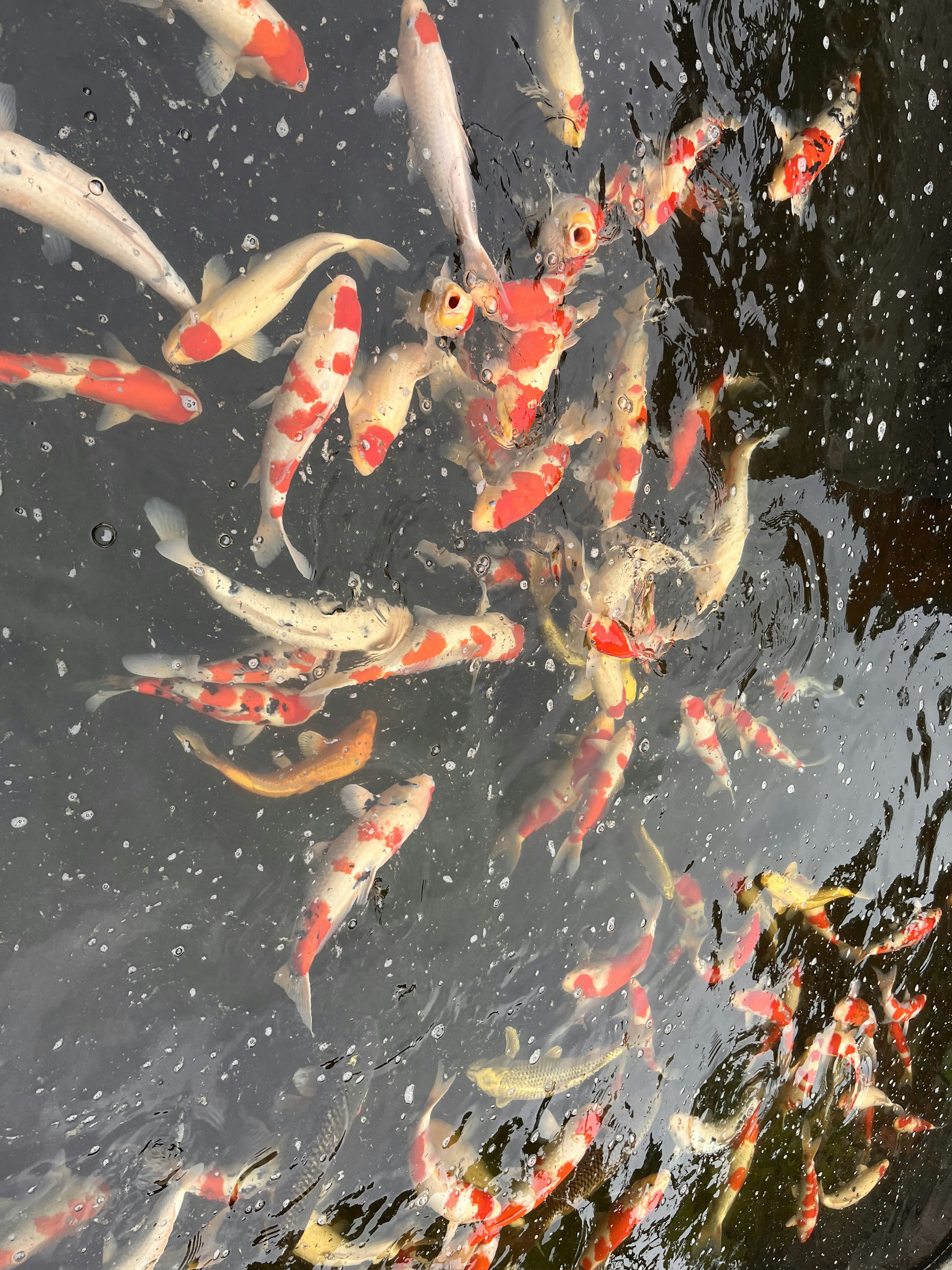 Bunte Koi-Fische, die unter der Oberfläche schwimmen