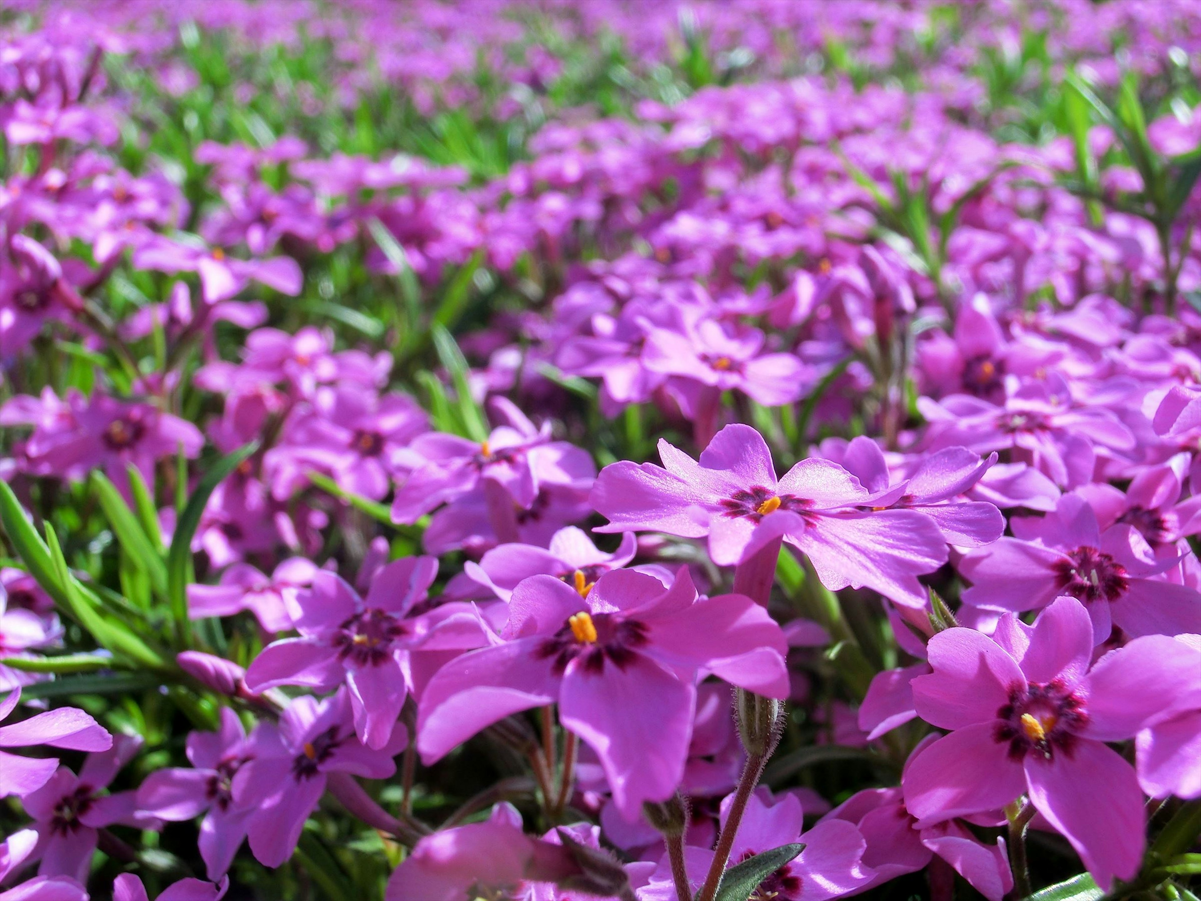 Champ de fleurs violettes vibrantes entouré de feuillage vert