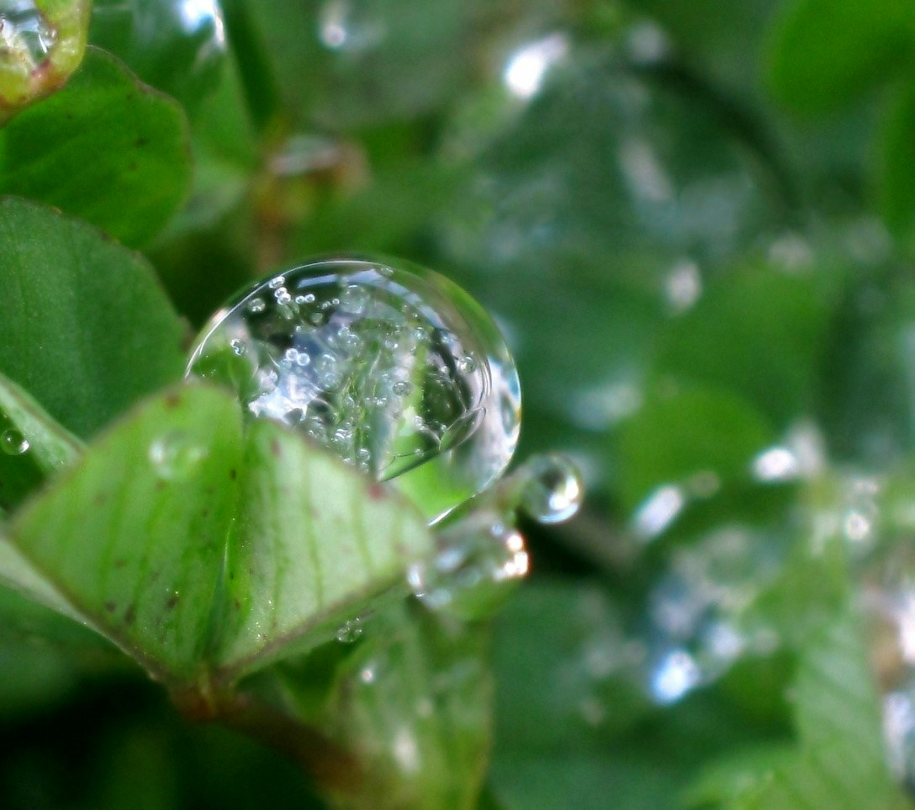 Nahaufnahme von Wassertropfen auf grünen Blättern