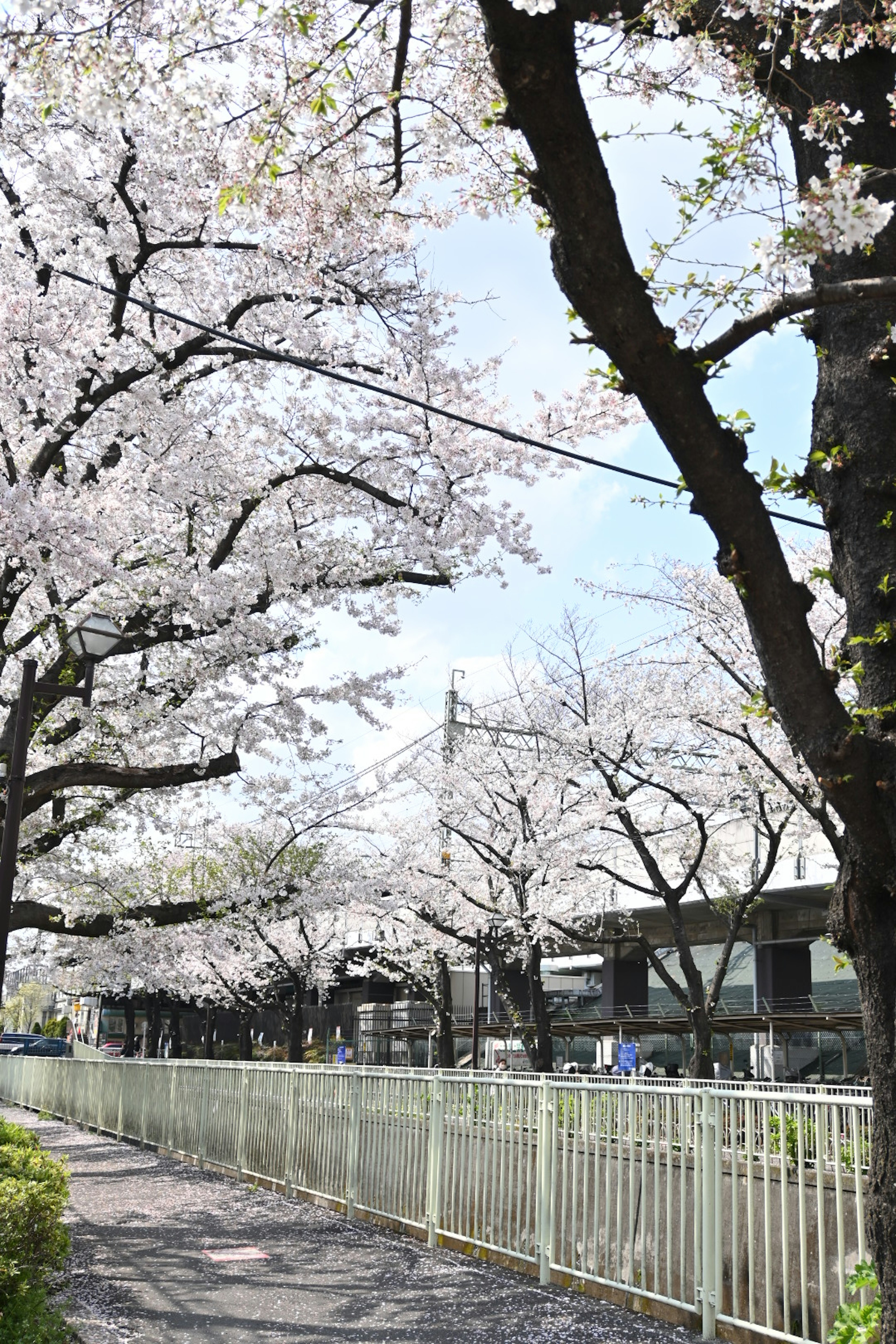 Cherry blossom trees lining a path under a blue sky in spring