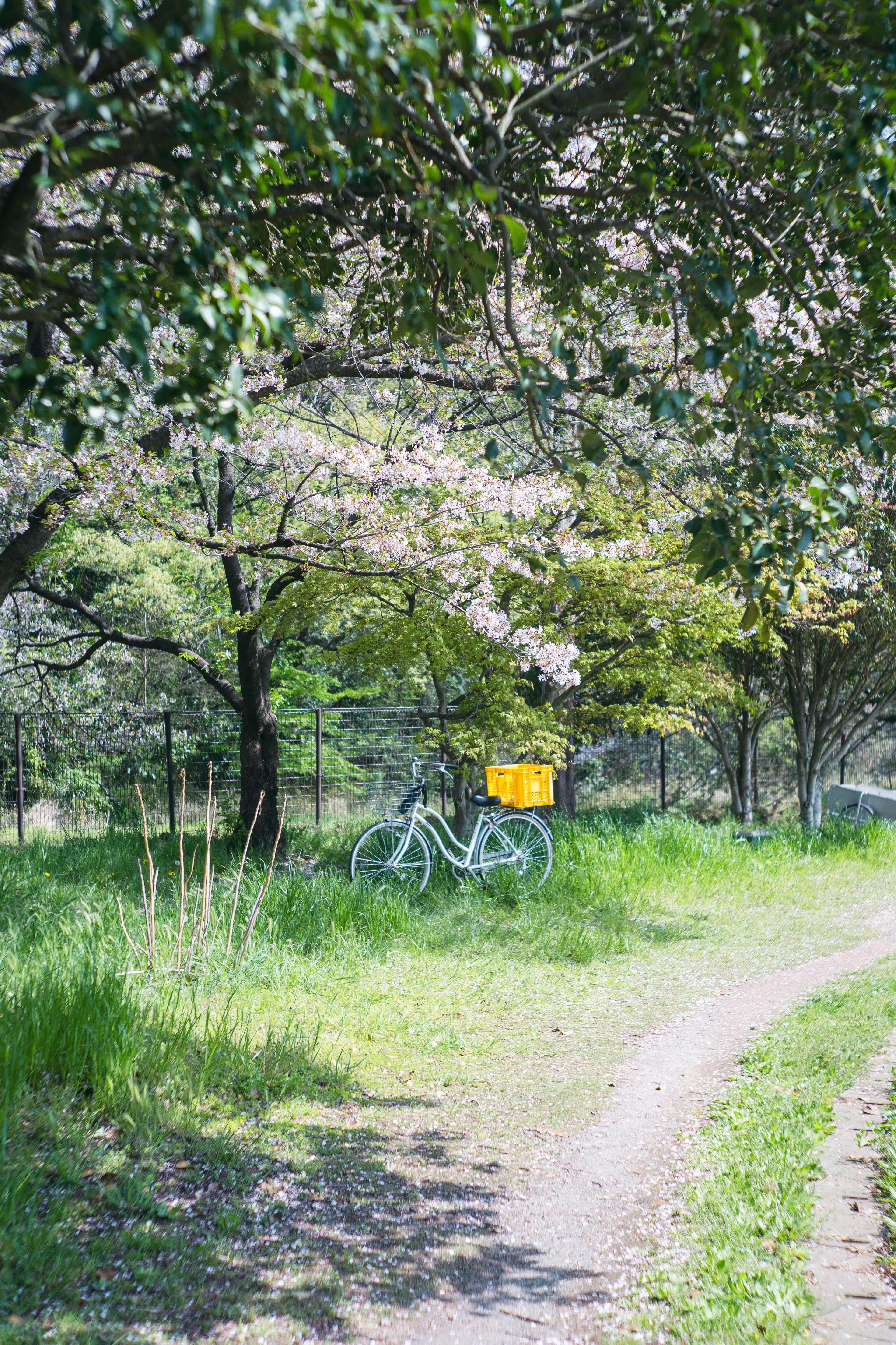 Una bicicletta blu con un cestino giallo vicino a un sentiero verde e alberi di ciliegio in fiore