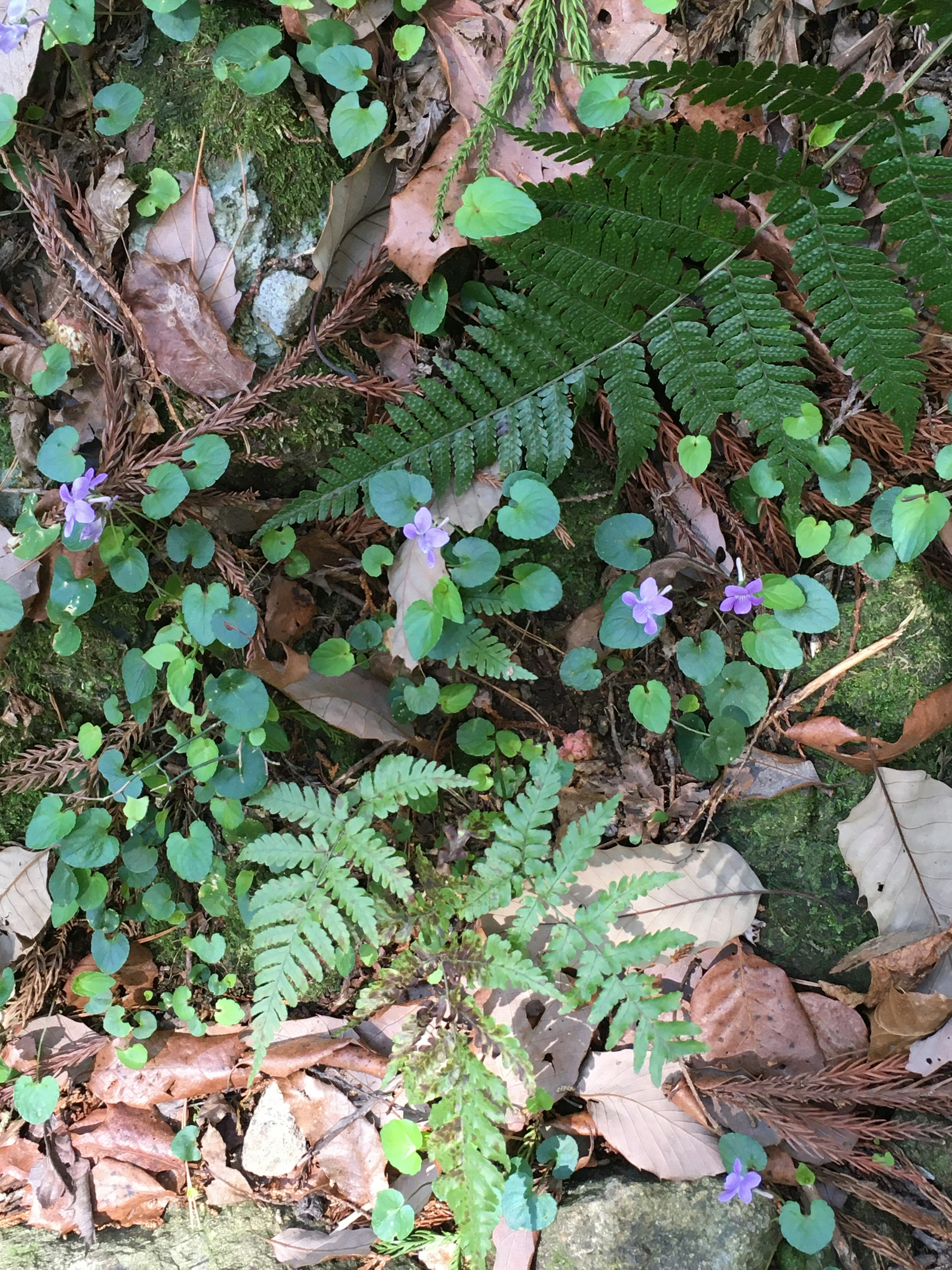 自然景觀，綠葉和紫花