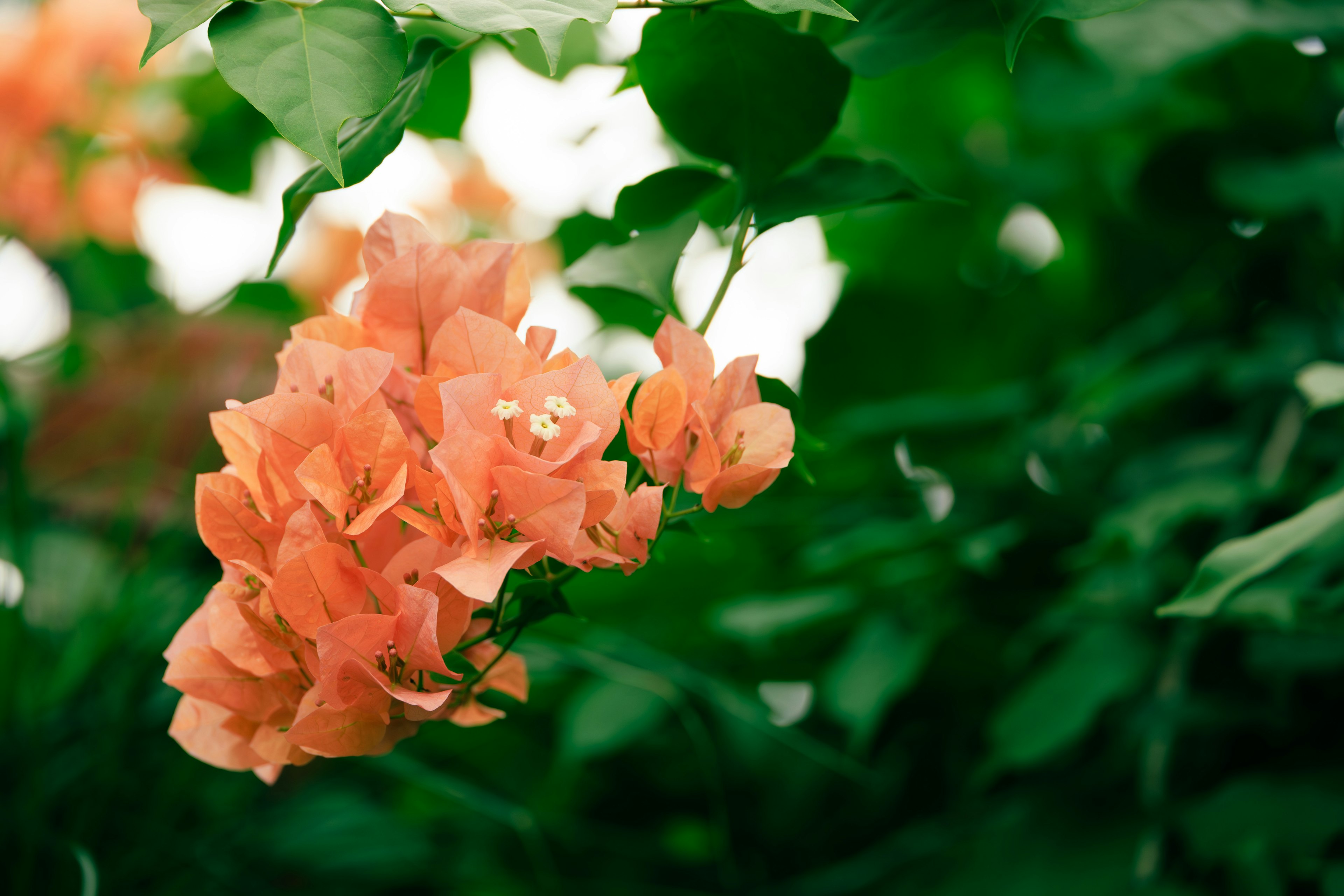 Bunga bougainvillea oranye cerah dikelilingi daun hijau subur