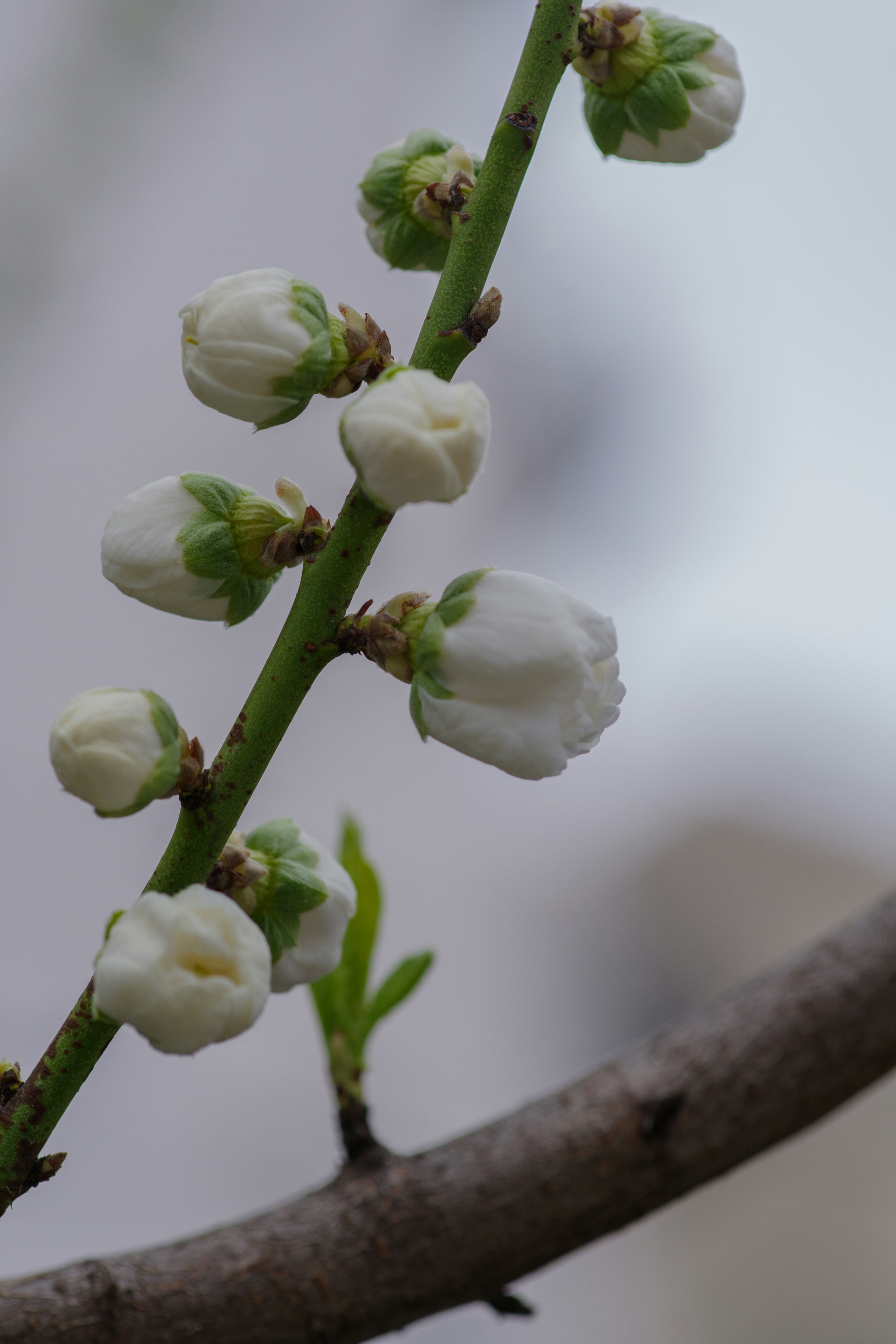 白色花朵盛开的树枝特写