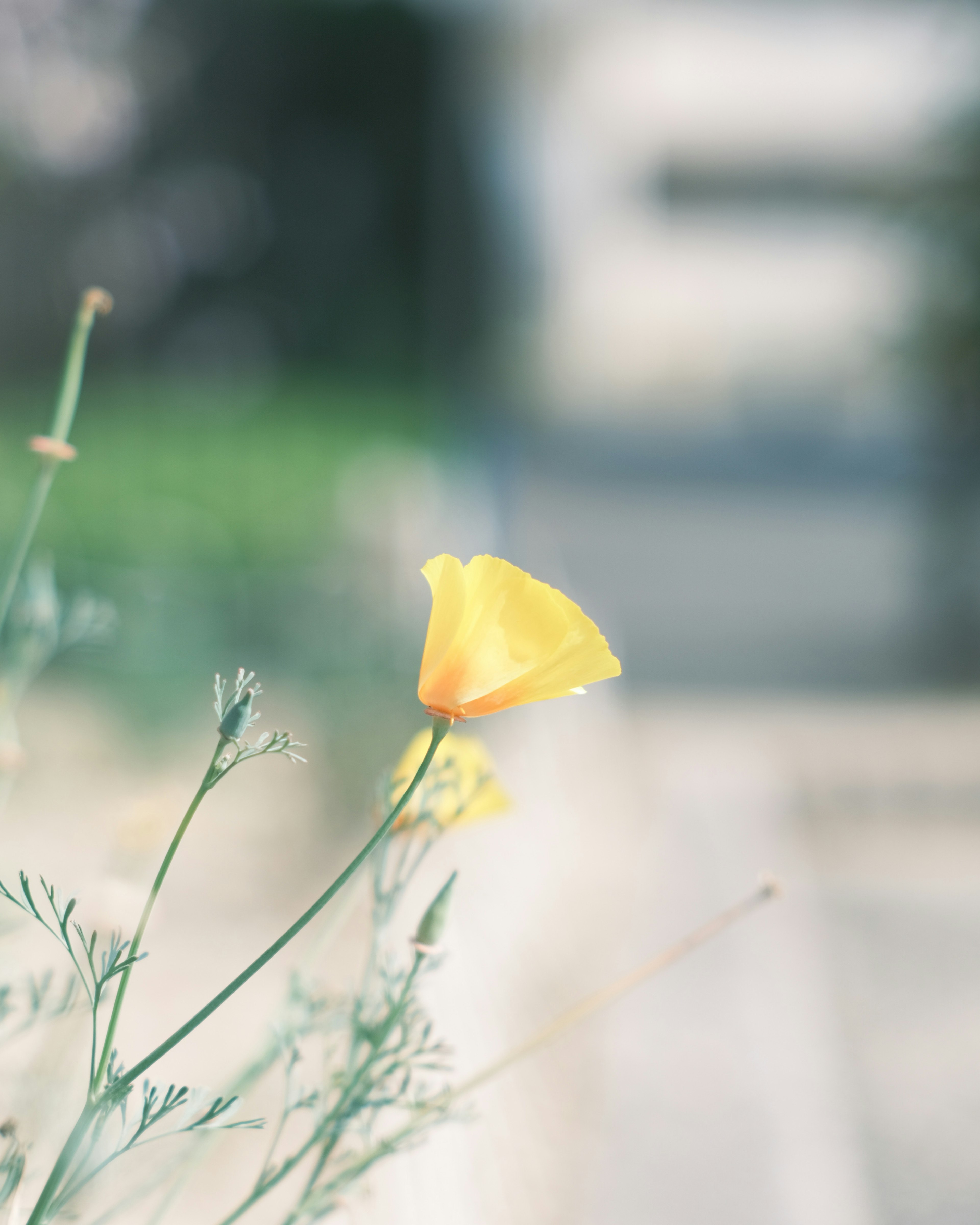 Eine gelbe Mohnblume mit unscharfem Hintergrund