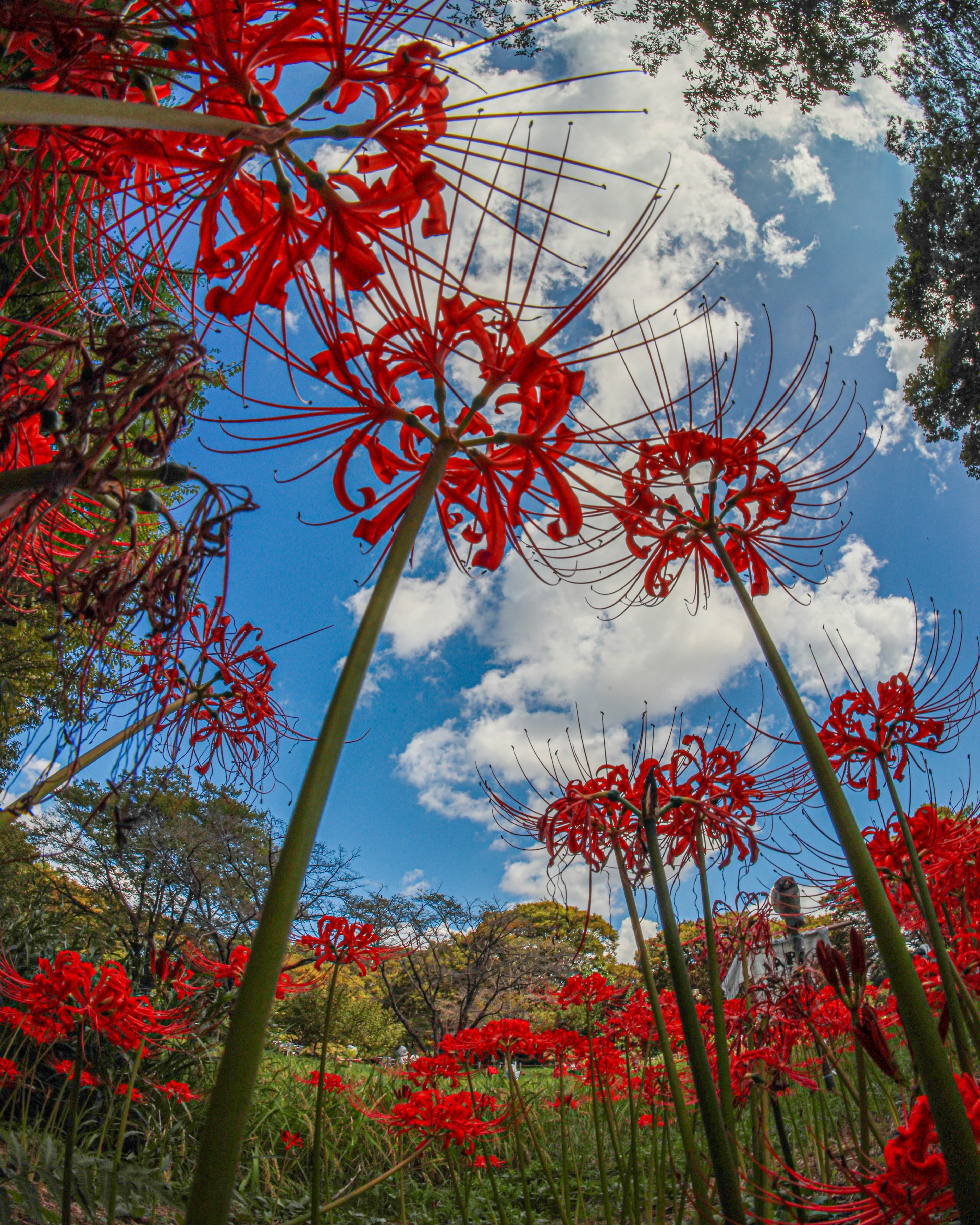 A vibrant display of red spider lilies against a blue sky