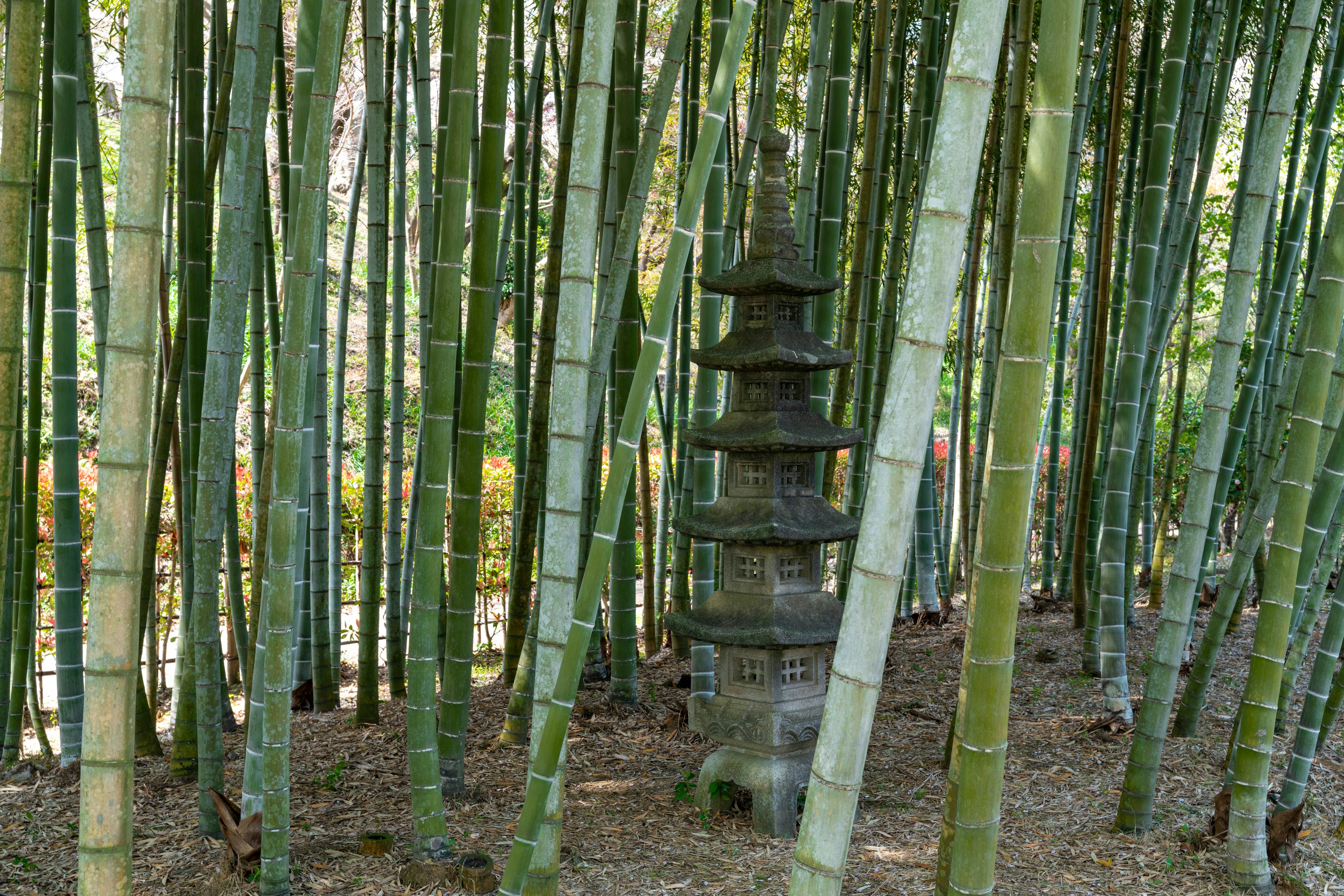 Pagoda de piedra entre árboles de bambú