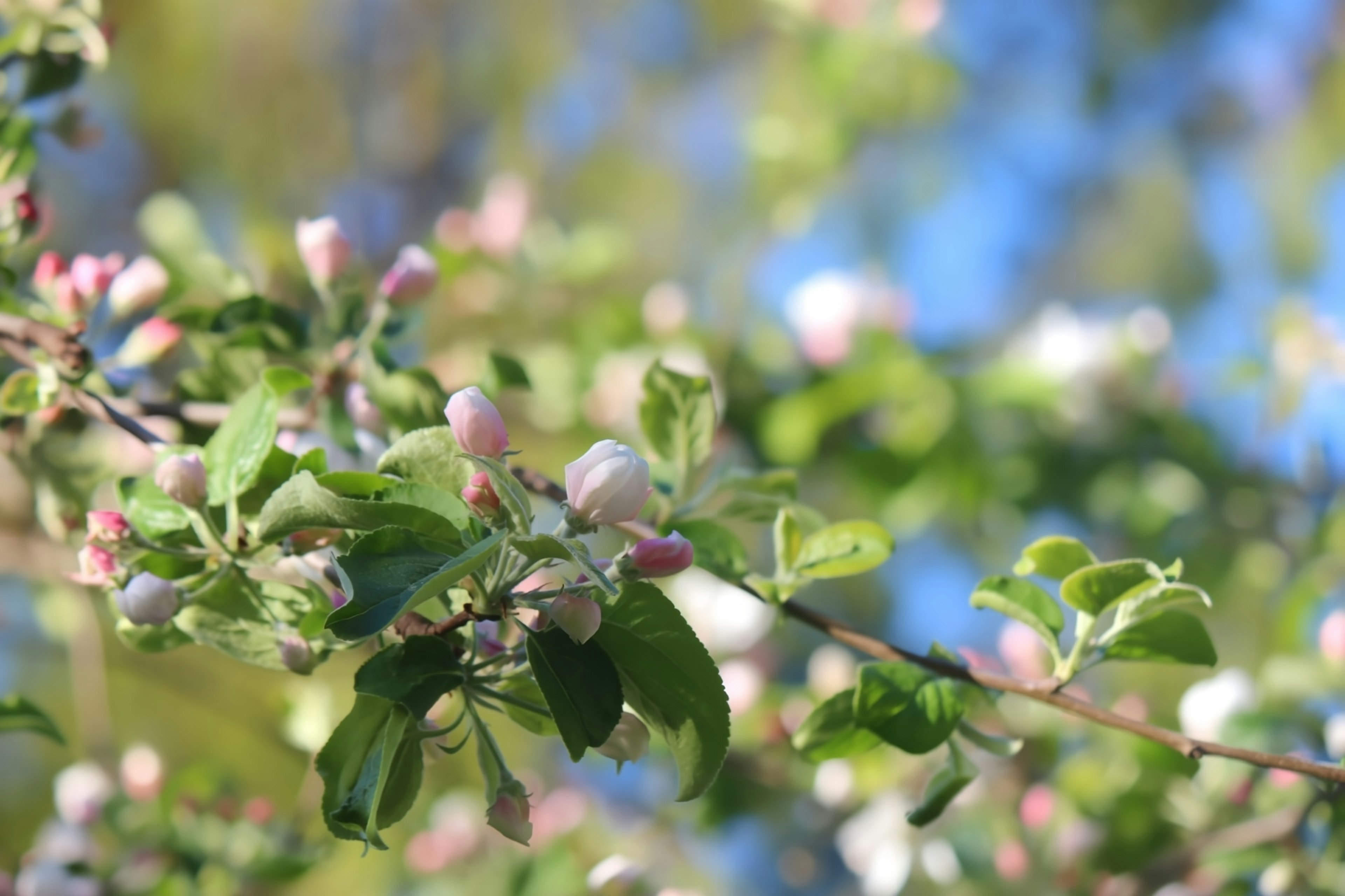 Close-up of apple blossoms and leaves under blue sky