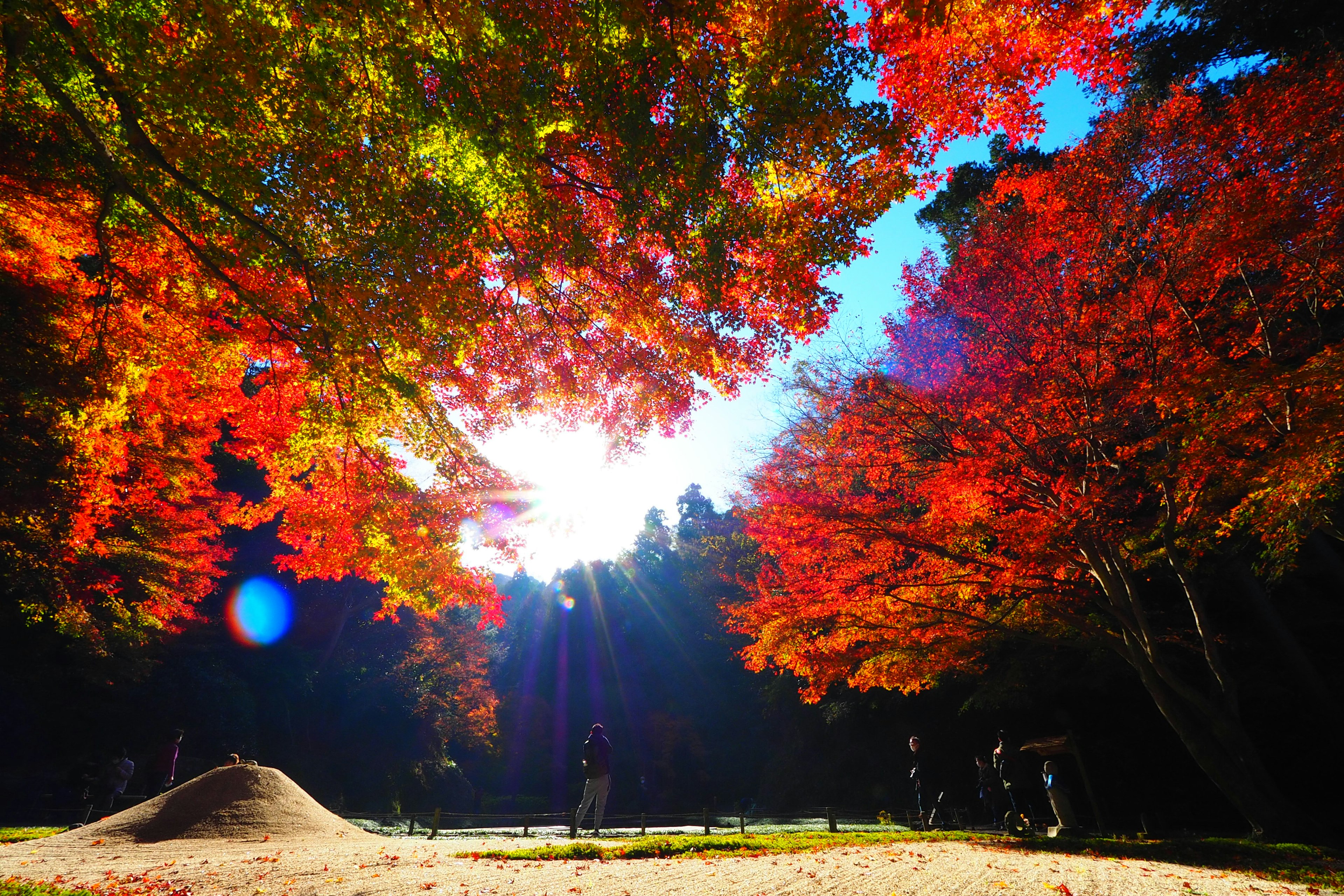 Beautiful autumn foliage in a park sunlight streaming through colorful leaves