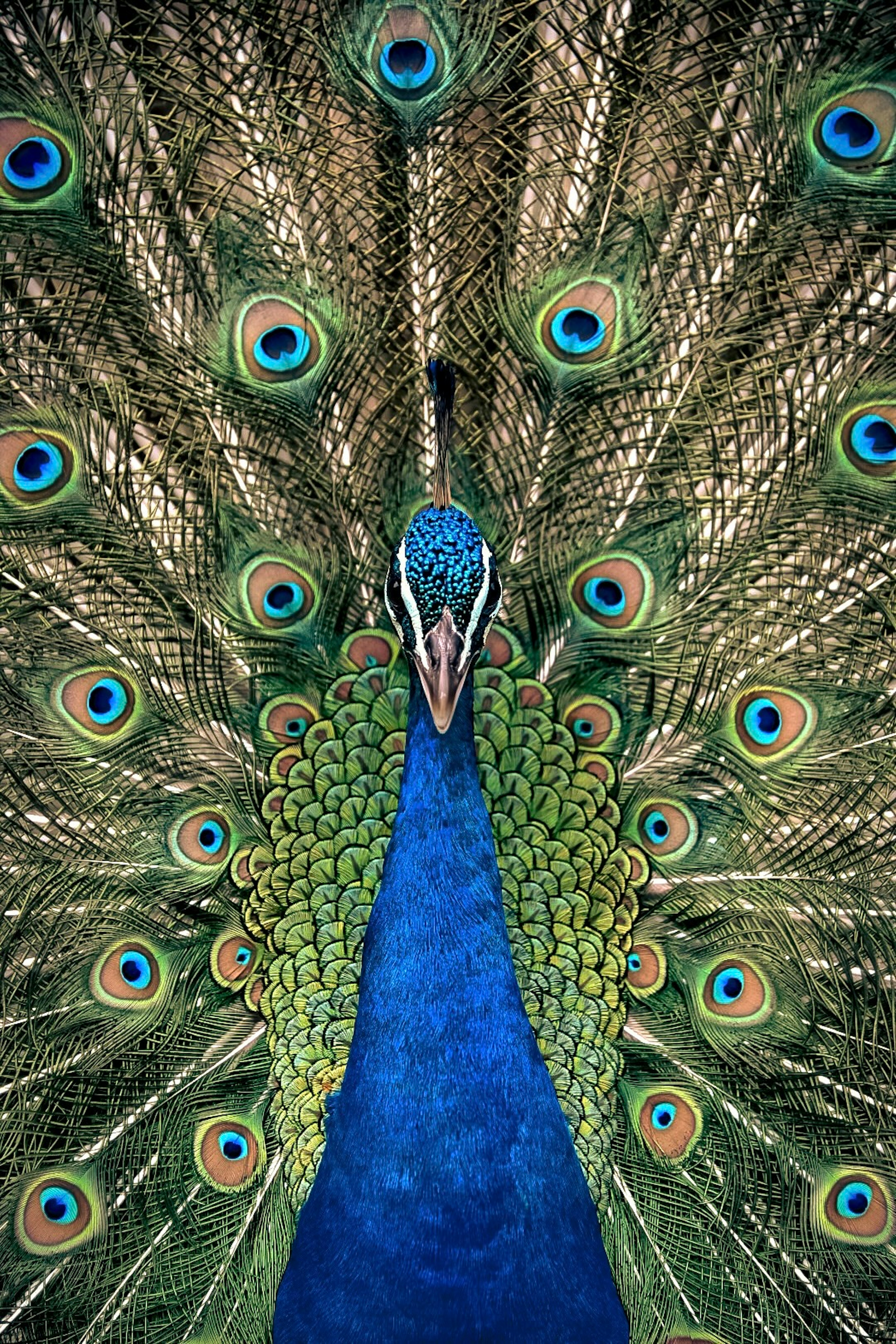 A stunning peacock displaying its feathers featuring vibrant blue and green colors