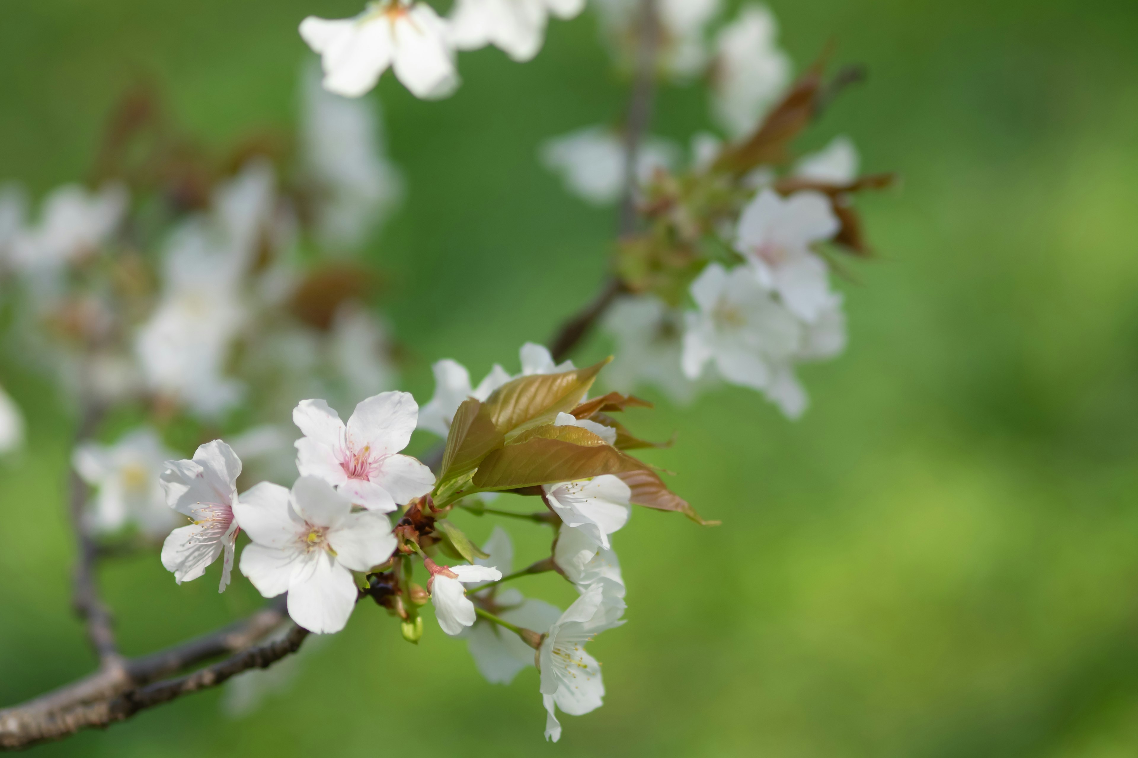 Nahaufnahme von Kirschblüten an einem Zweig