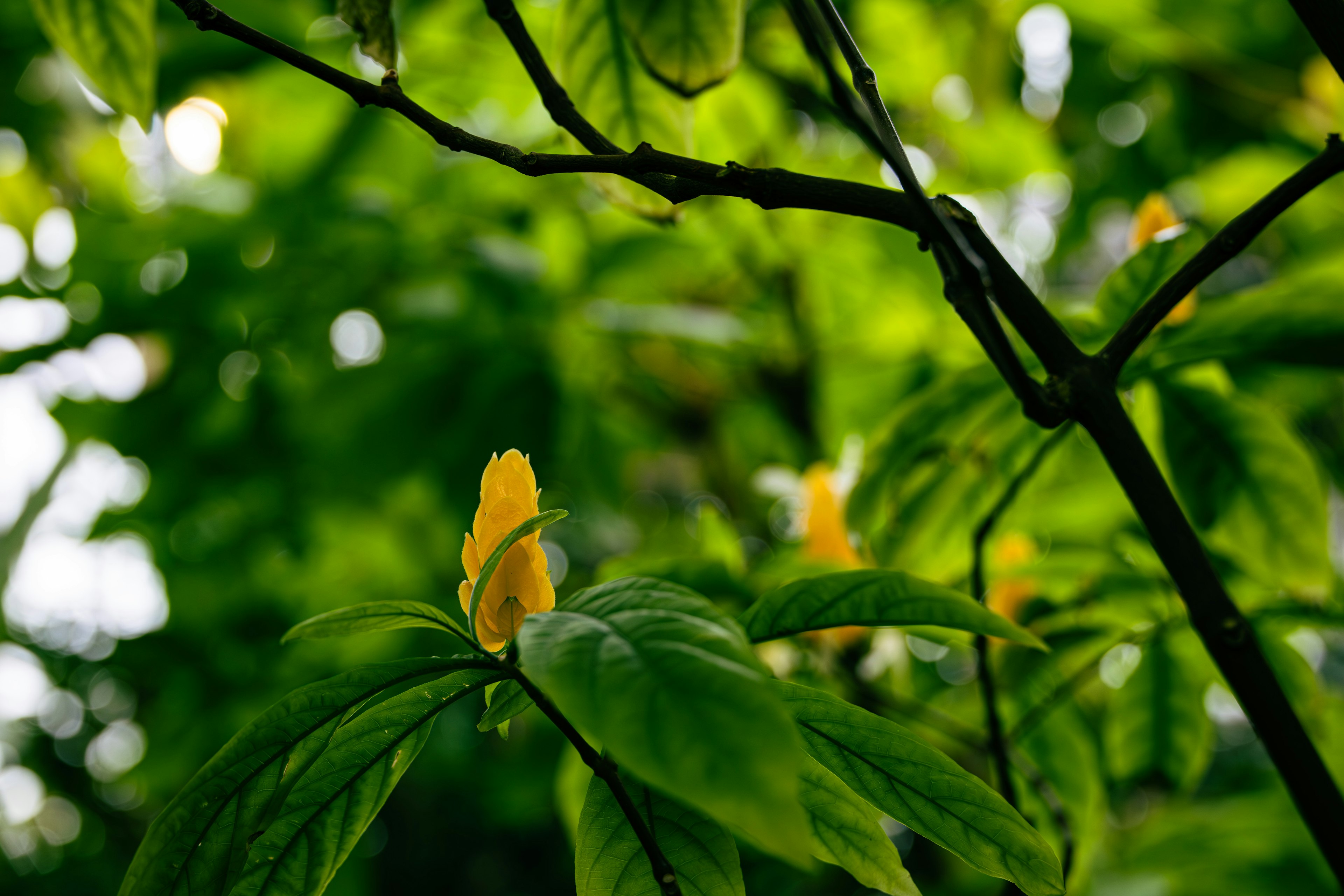 特寫植物，綠色葉子間有黃色花蕾