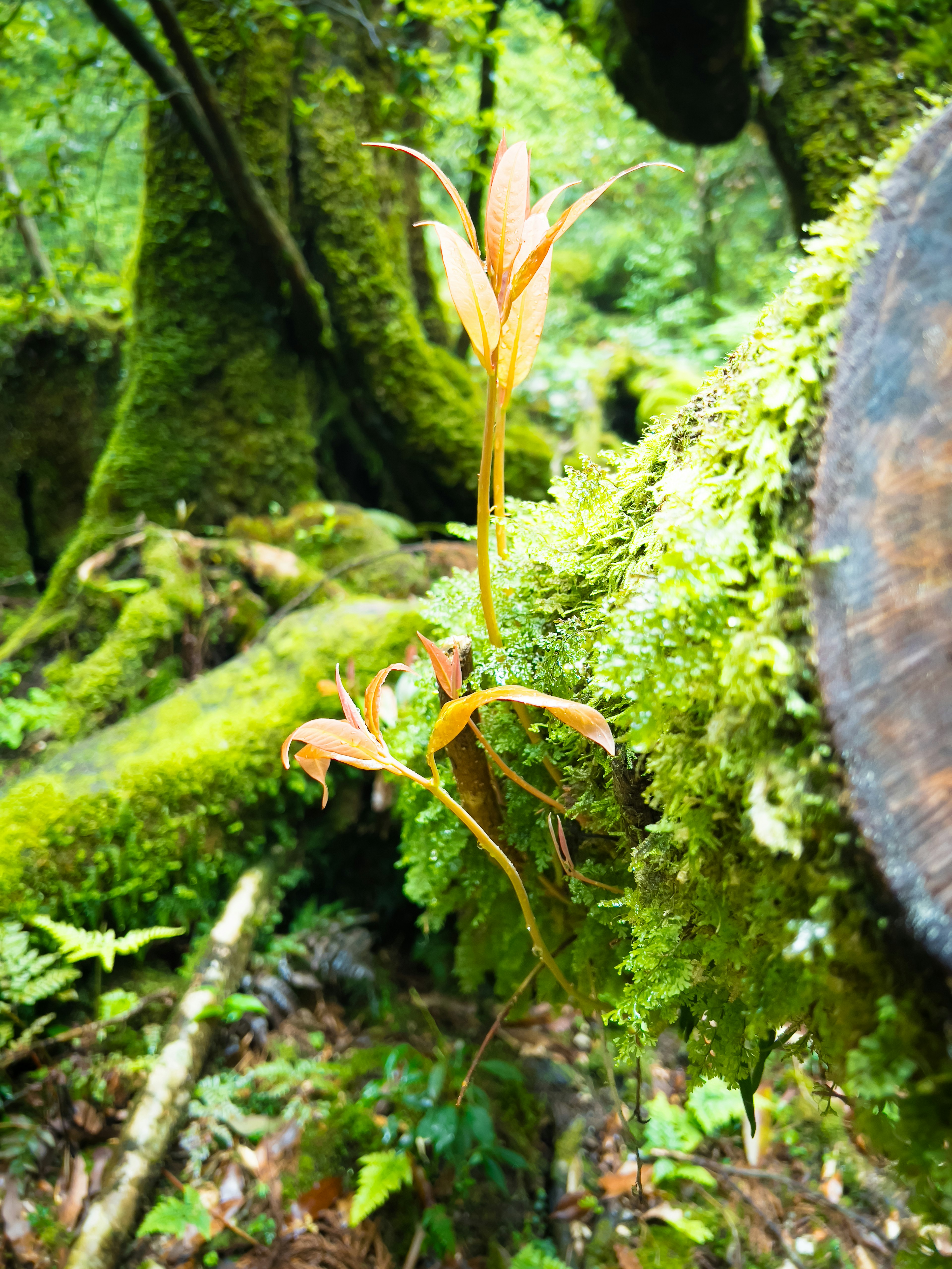 緑の苔に覆われた木の幹に生えるオレンジ色の植物