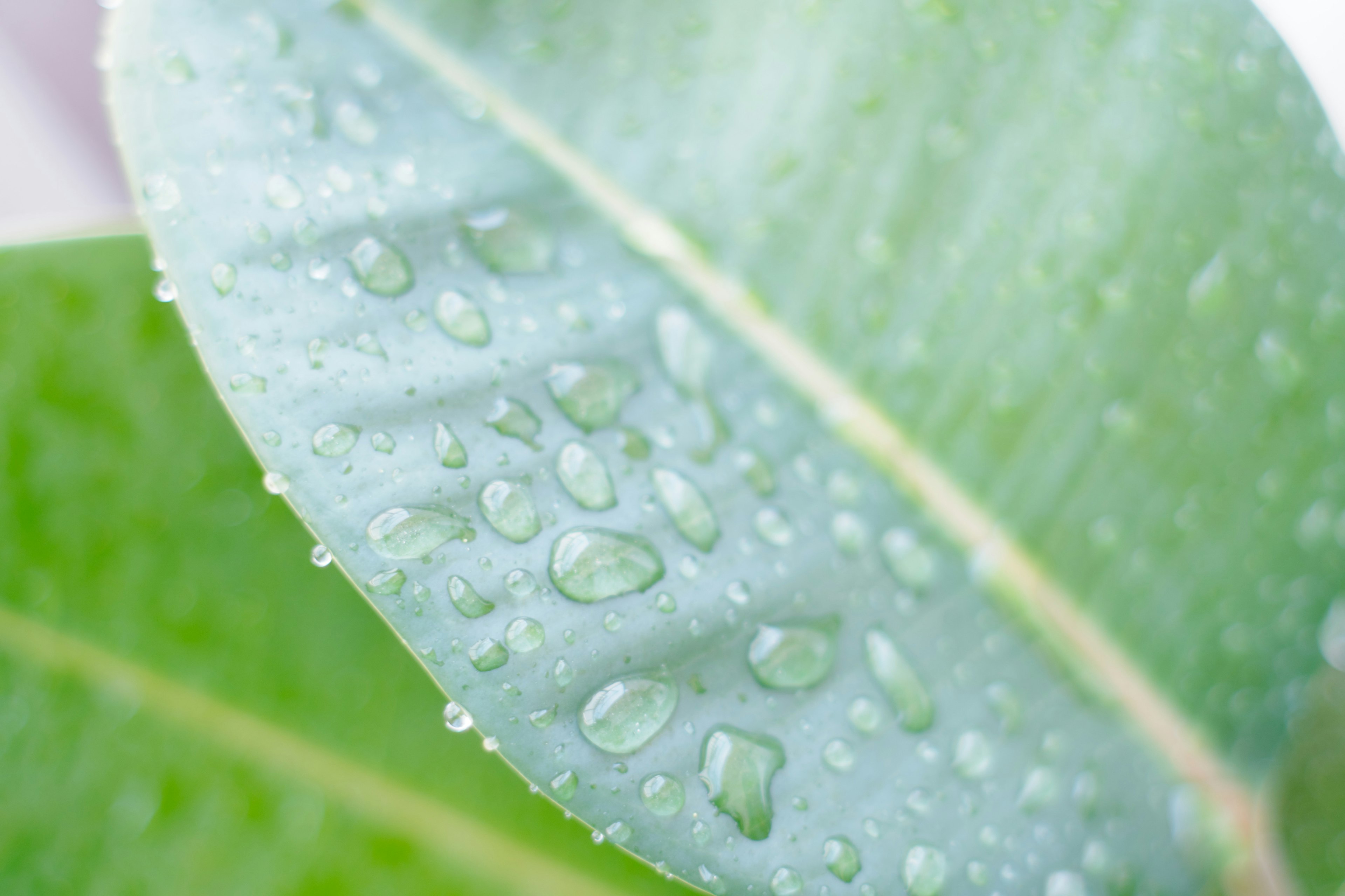 Primo piano di una foglia verde con gocce d'acqua