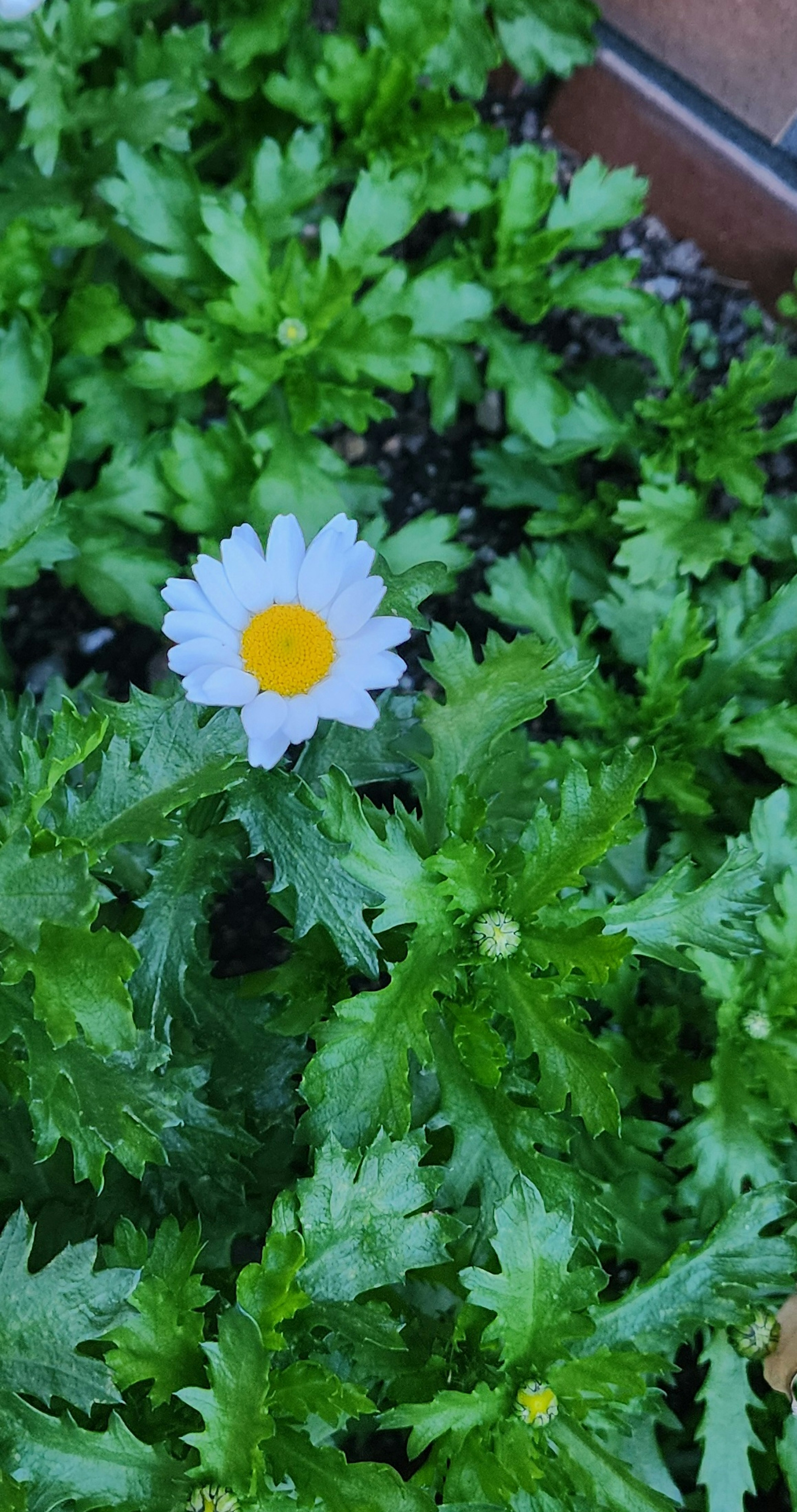 A white flower with a yellow center surrounded by green leaves