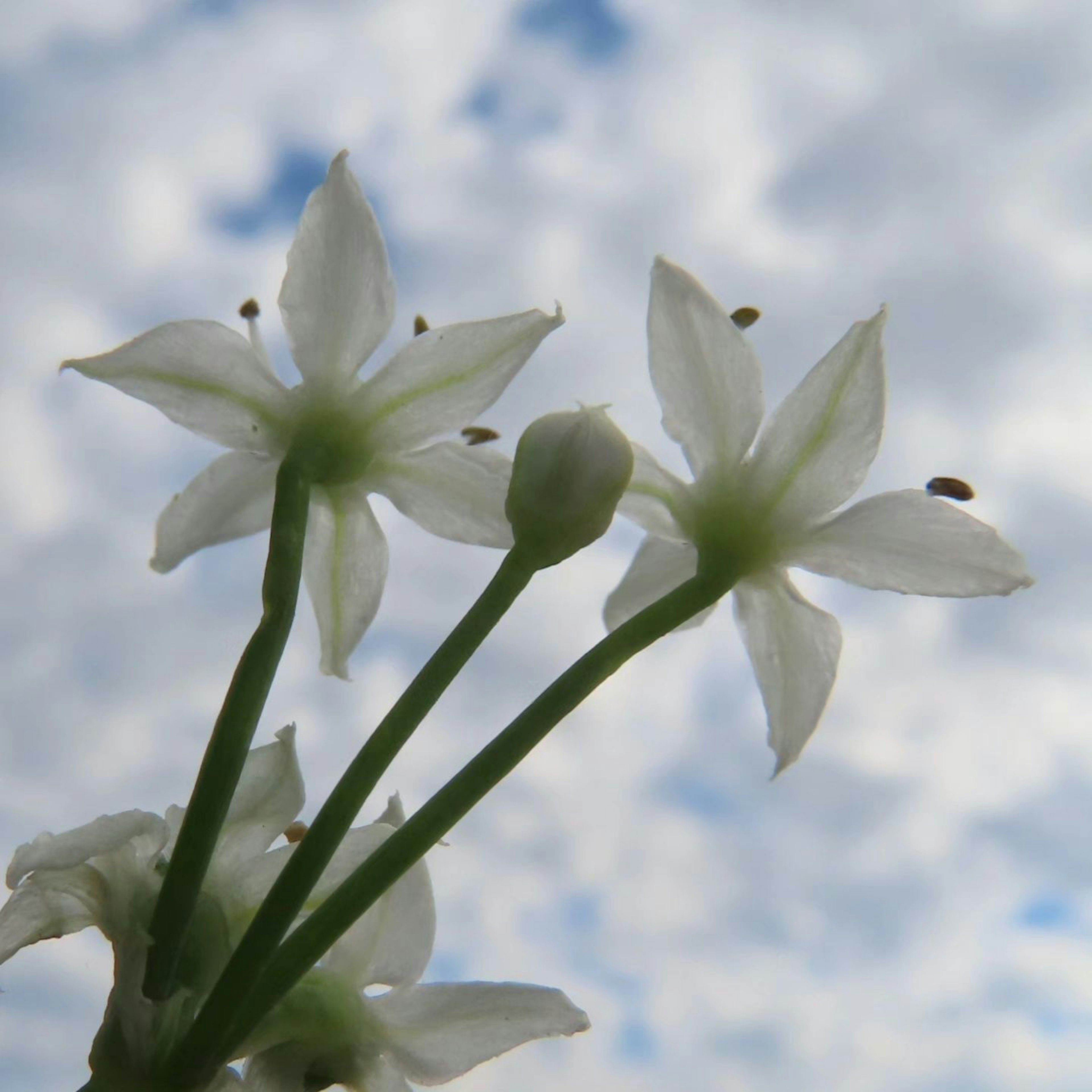 White flowers blooming against a blue sky