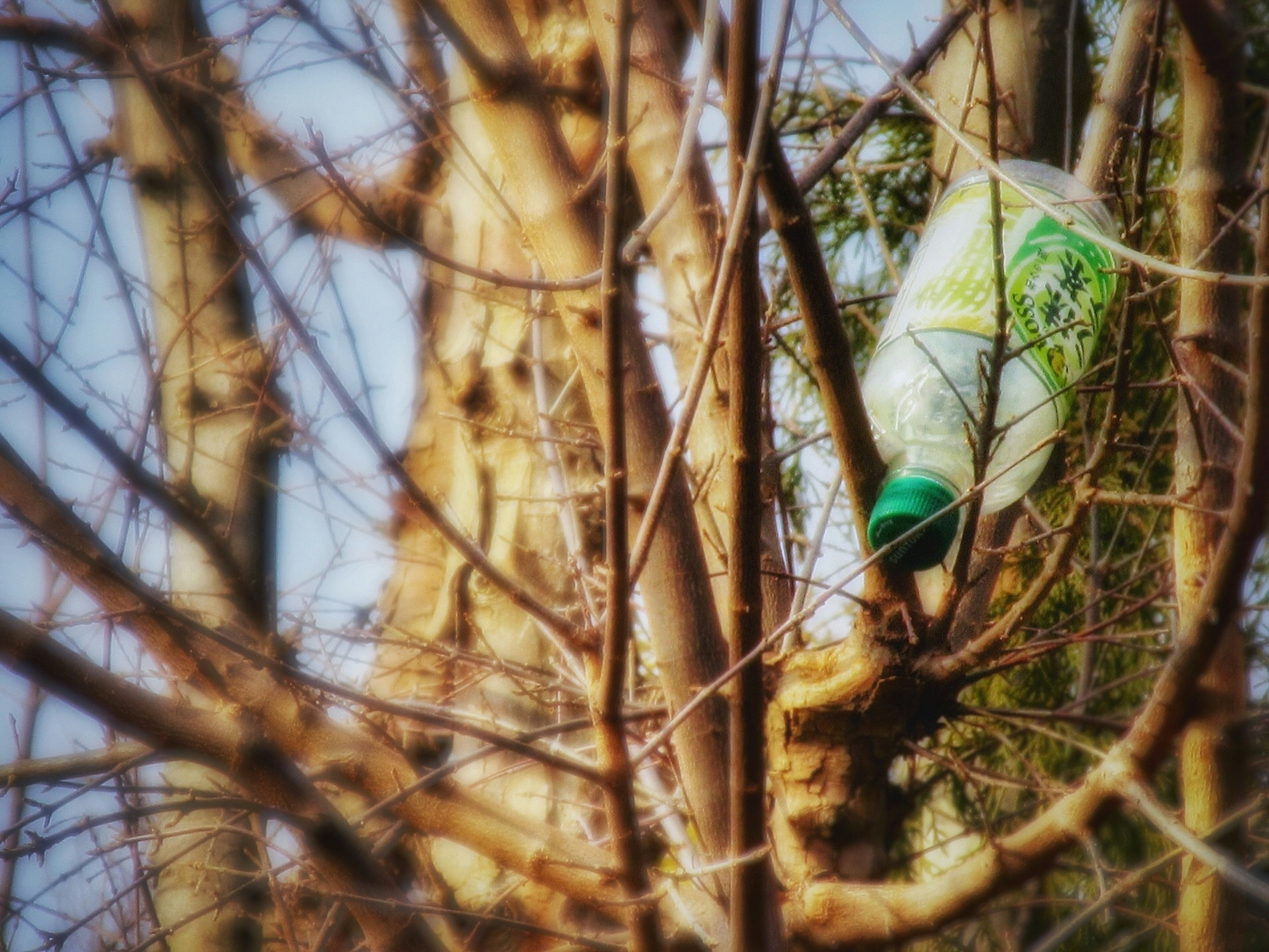 Botella de plástico con tapa verde colgando de las ramas de un árbol