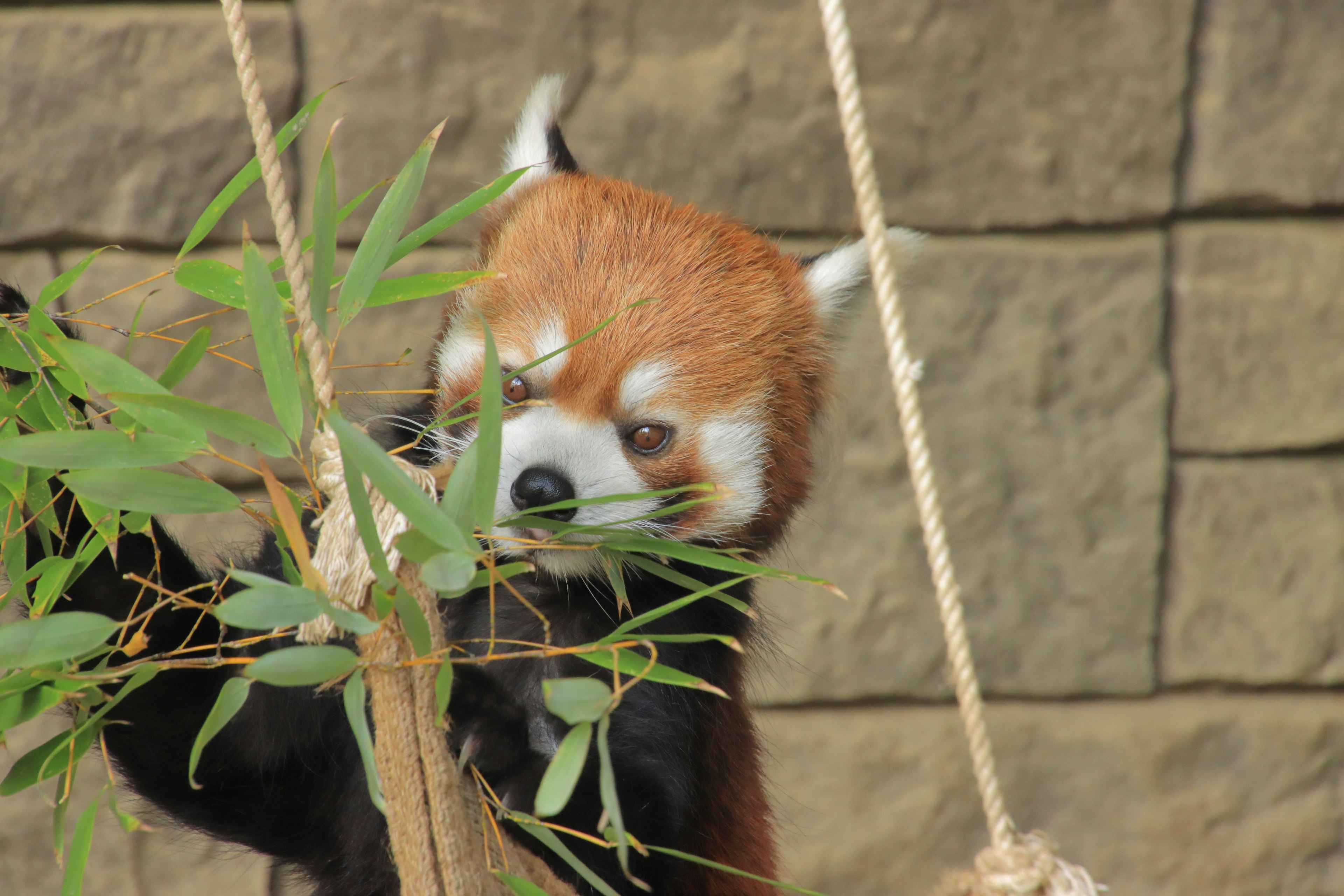 Roter Panda frisst Blätter mit einer Steinmauer im Hintergrund