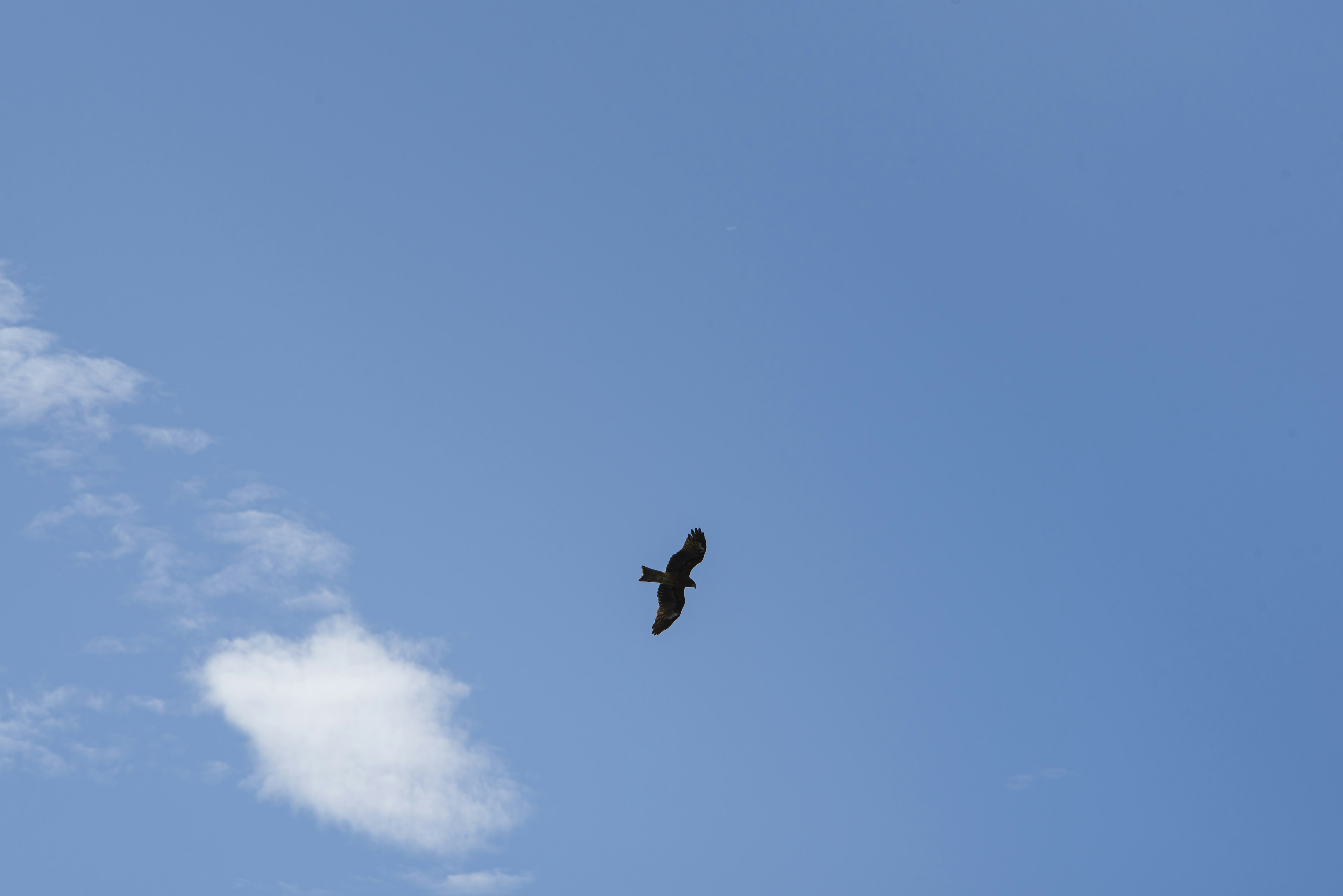 Silhouette of a hawk soaring in the blue sky