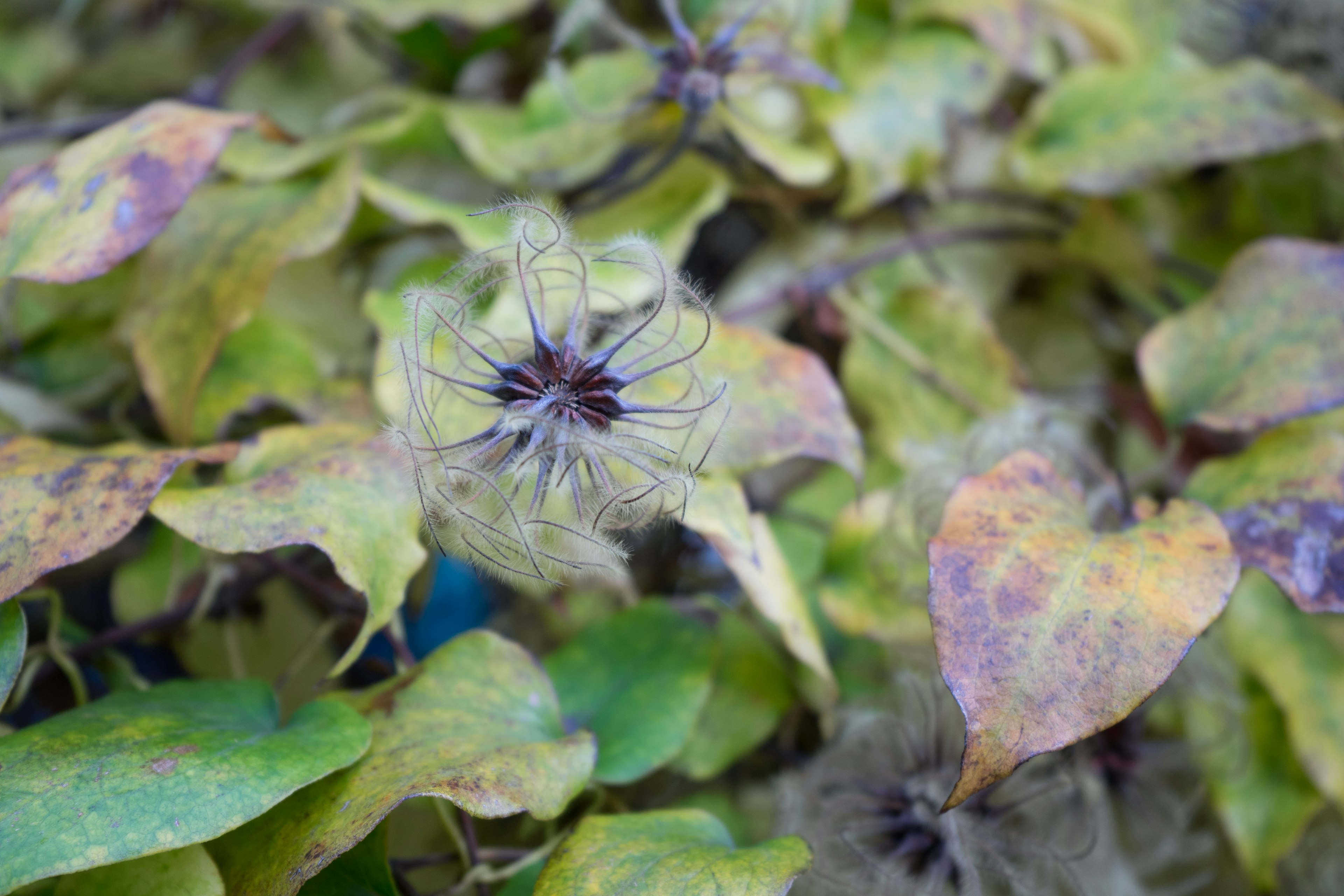 Image en gros plan d'une plante avec des feuilles vertes et des parties de fleurs violettes