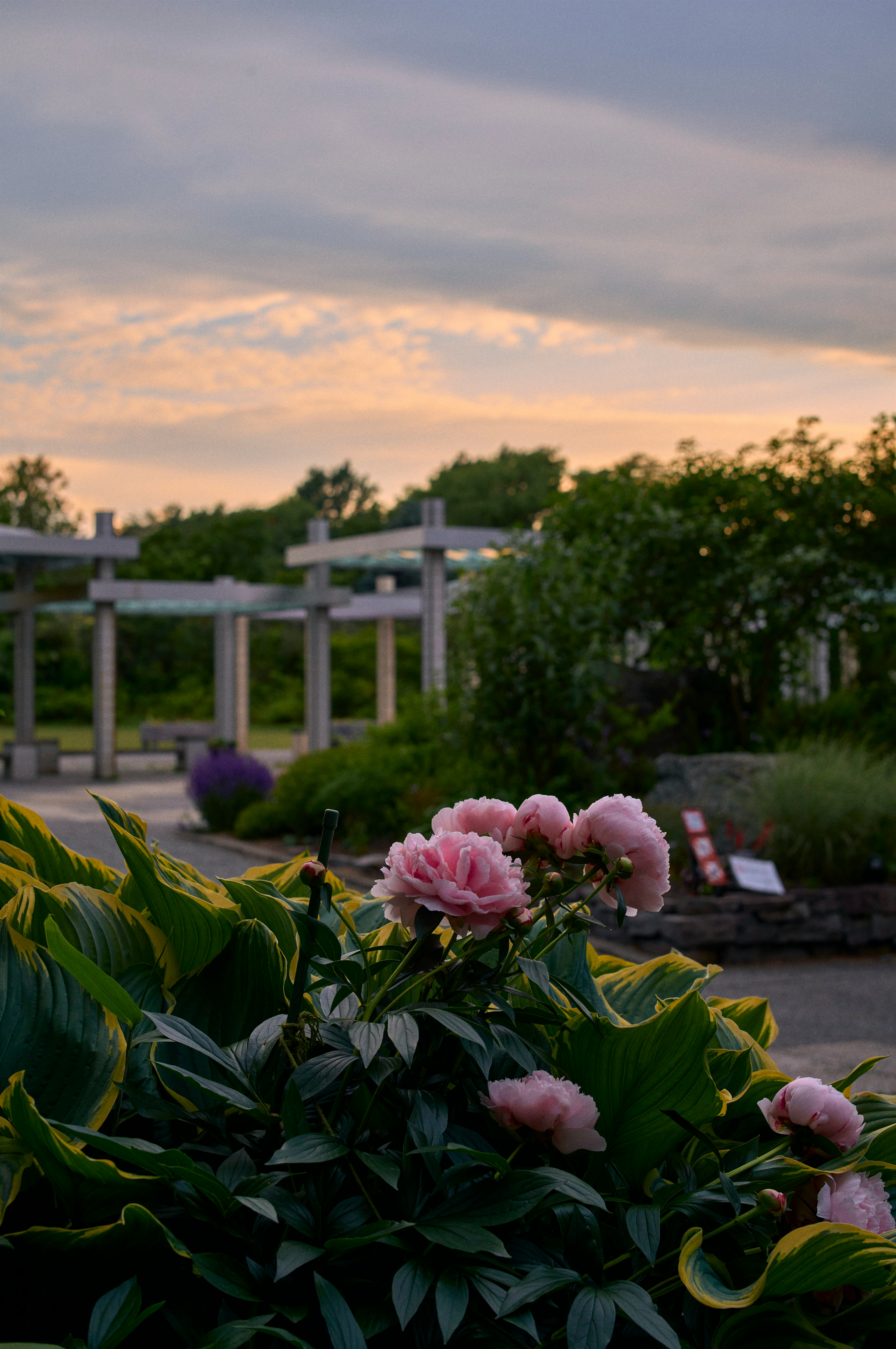 Scène de jardin avec des fleurs roses sous un ciel crépusculaire