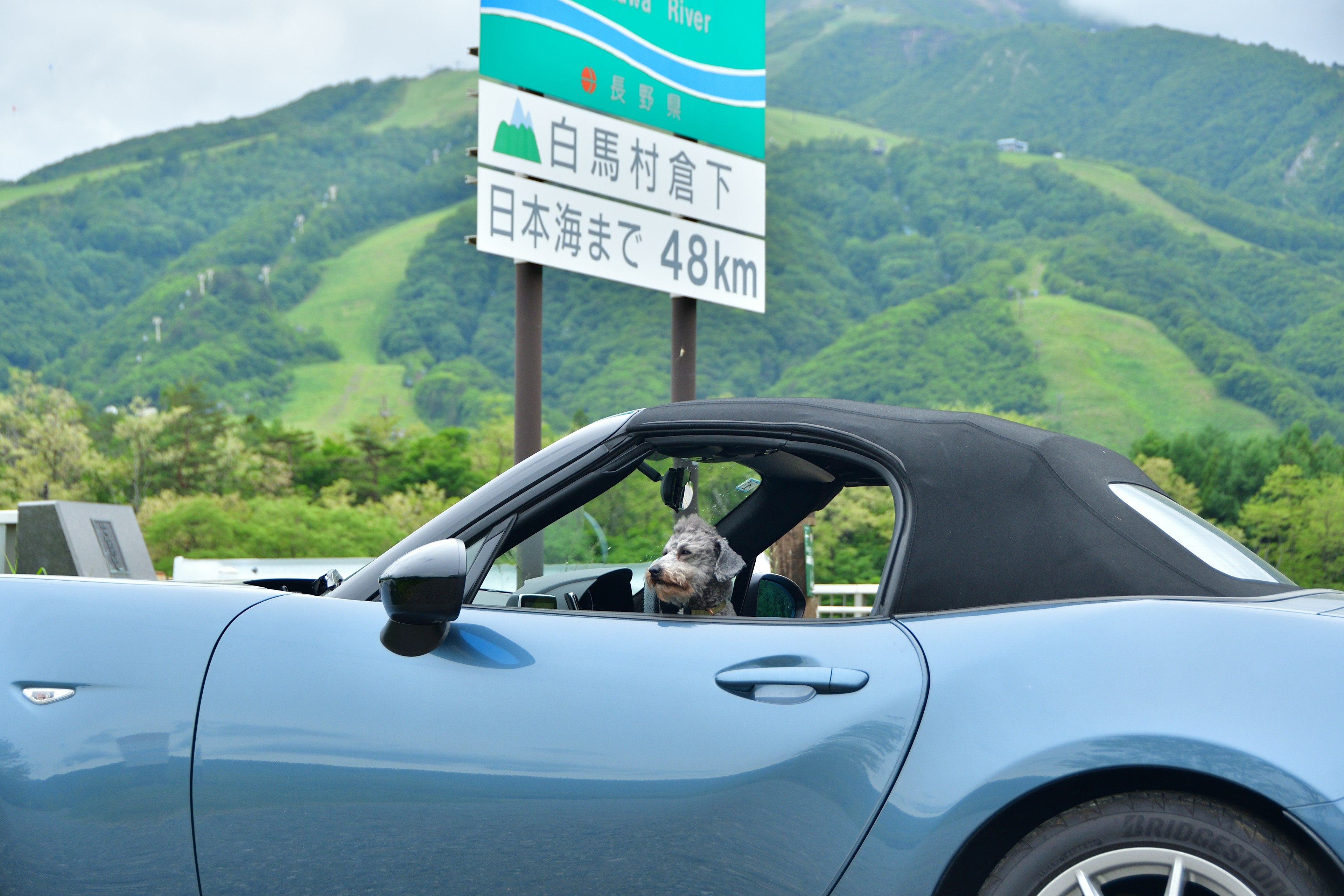 青いオープンカーに座っている犬のキャラクターが見える風景