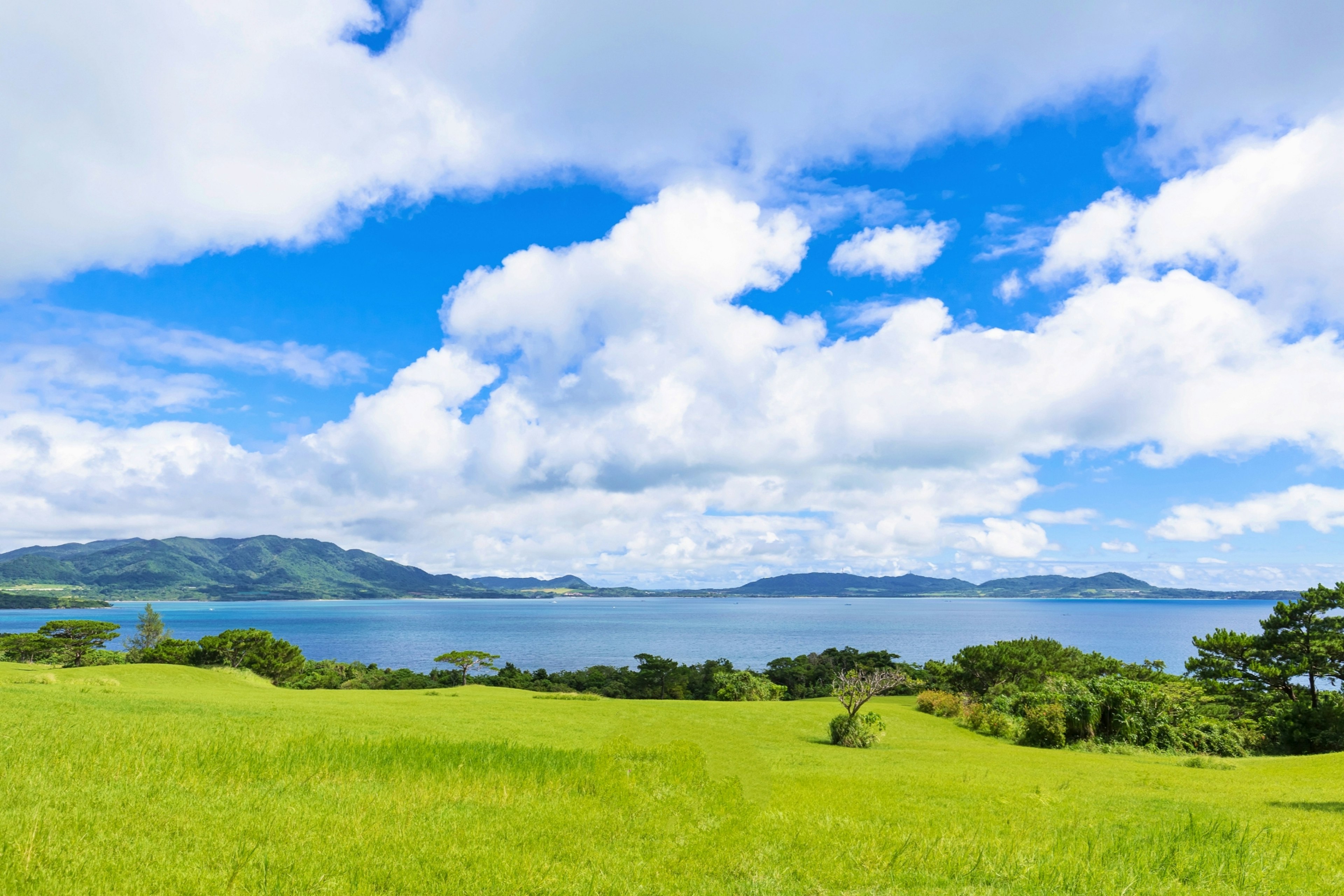 Pradera verde vibrante bajo un cielo azul con nubes blancas esponjosas sobre el mar