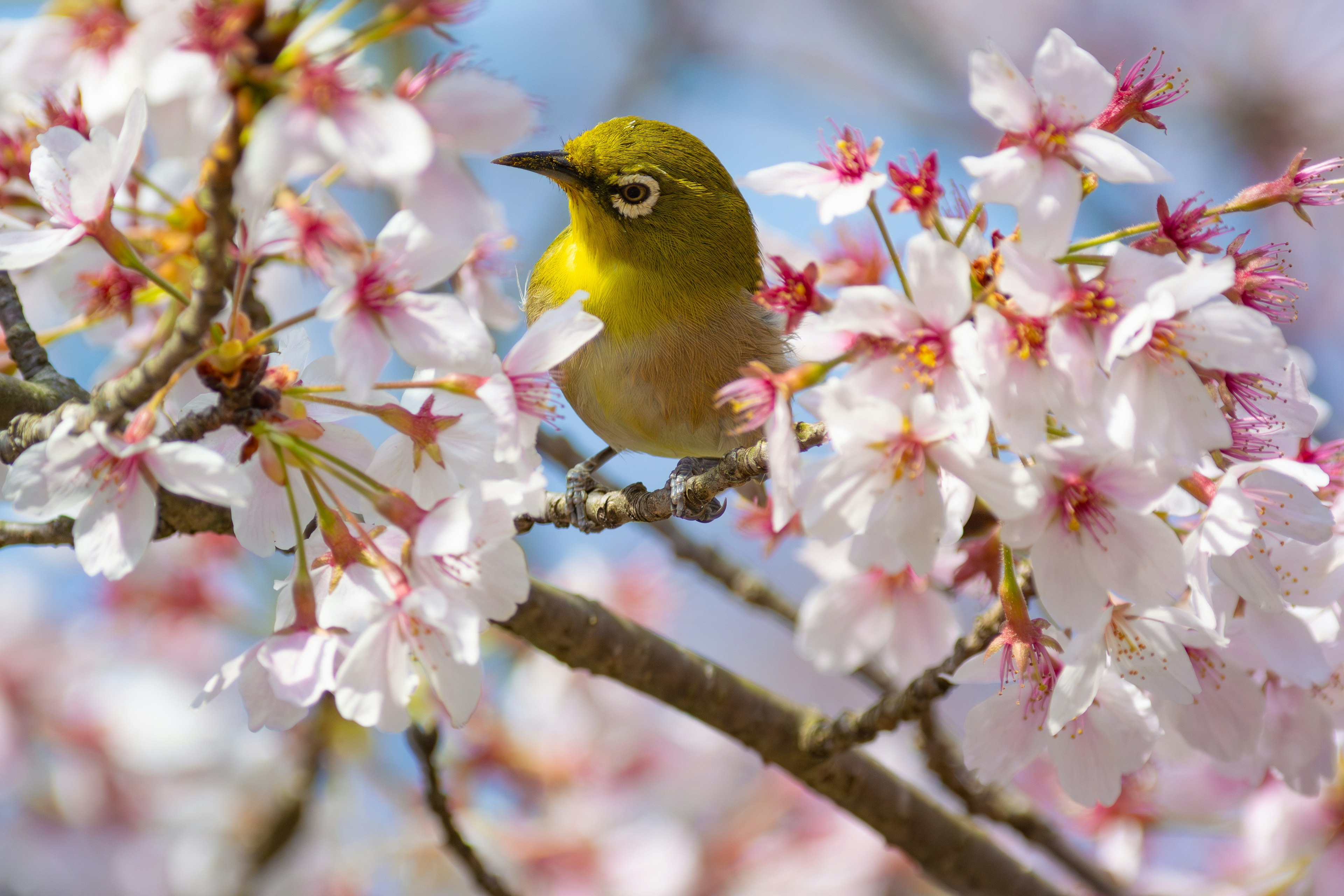 Ein kleiner Vogel, der zwischen Kirschblüten sitzt